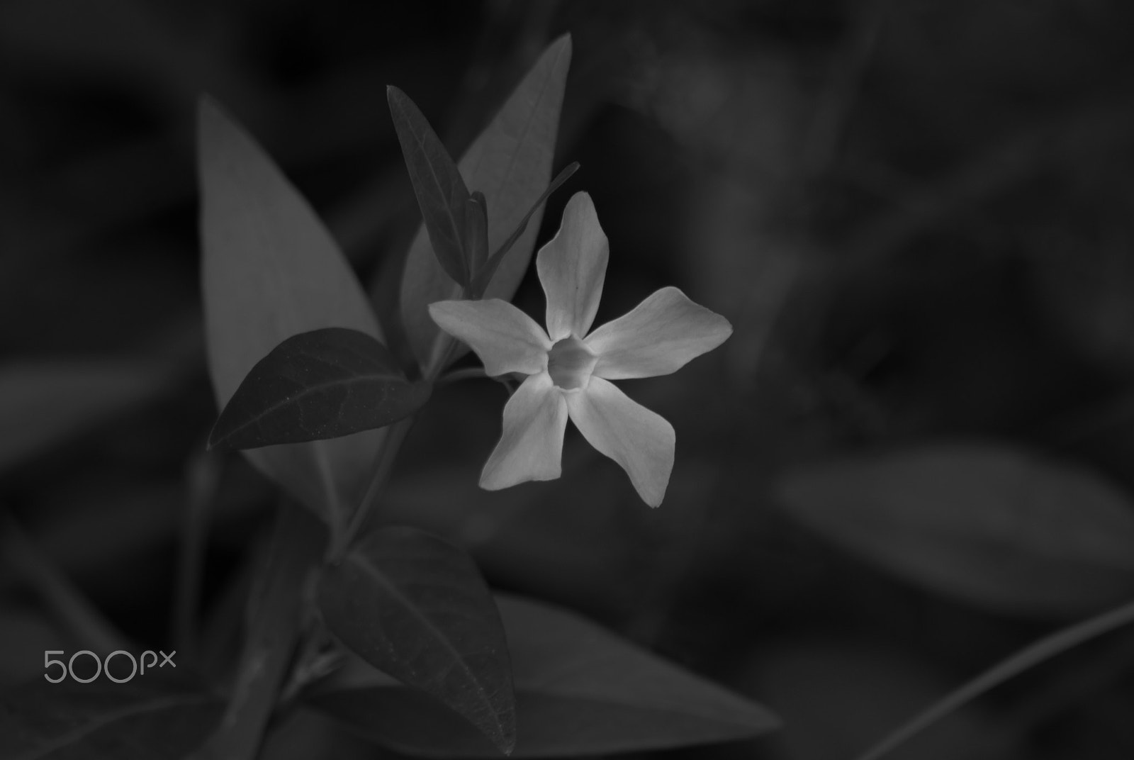 Sigma 70-300mm F4-5.6 APO DG Macro sample photo. Simple things photography