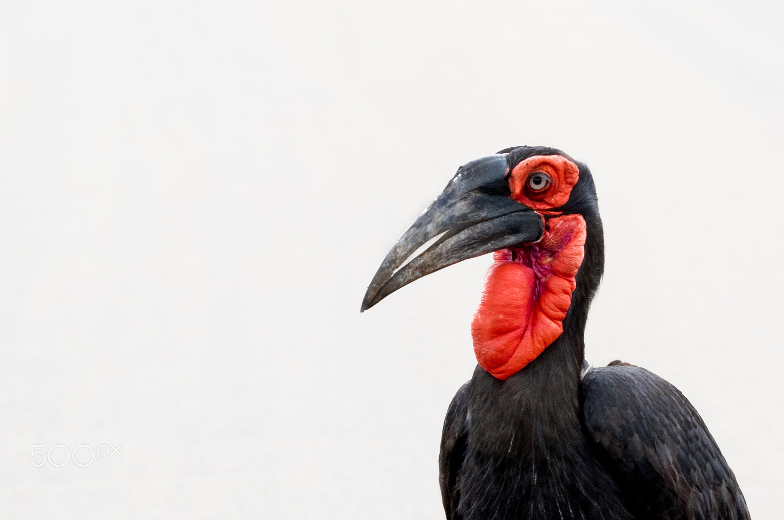 Olympus OM-D E-M1 sample photo. Ground hornbill portrait photography