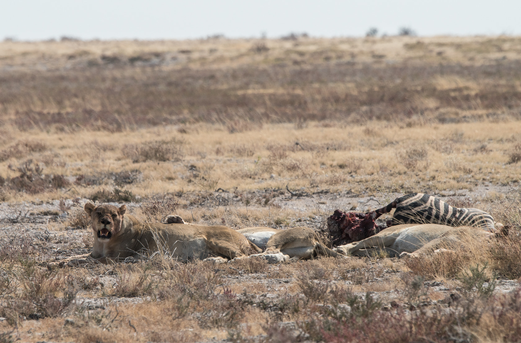 Sony a6300 + Sony 70-400mm F4-5.6 G SSM II sample photo. After the kill, etosha photography