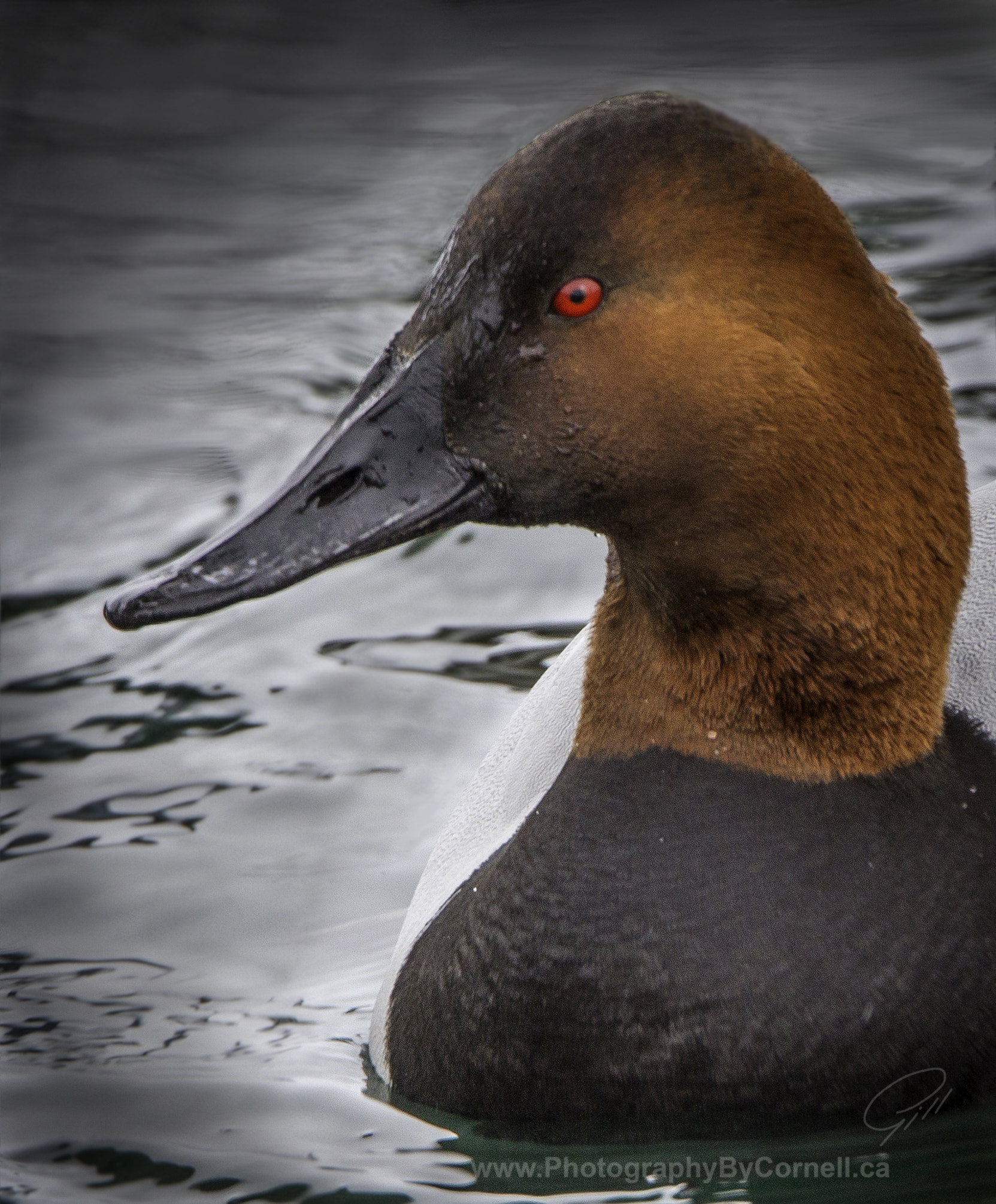 Canon EOS 7D sample photo. Canvasback photography