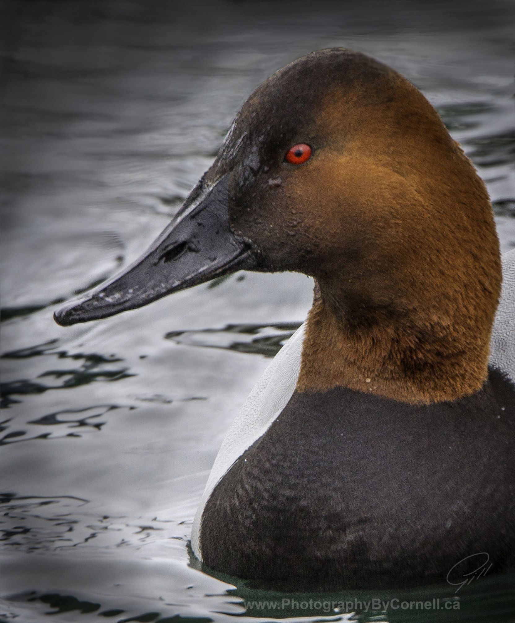 Canon EF 500mm F4L IS USM sample photo. Canvasback photography