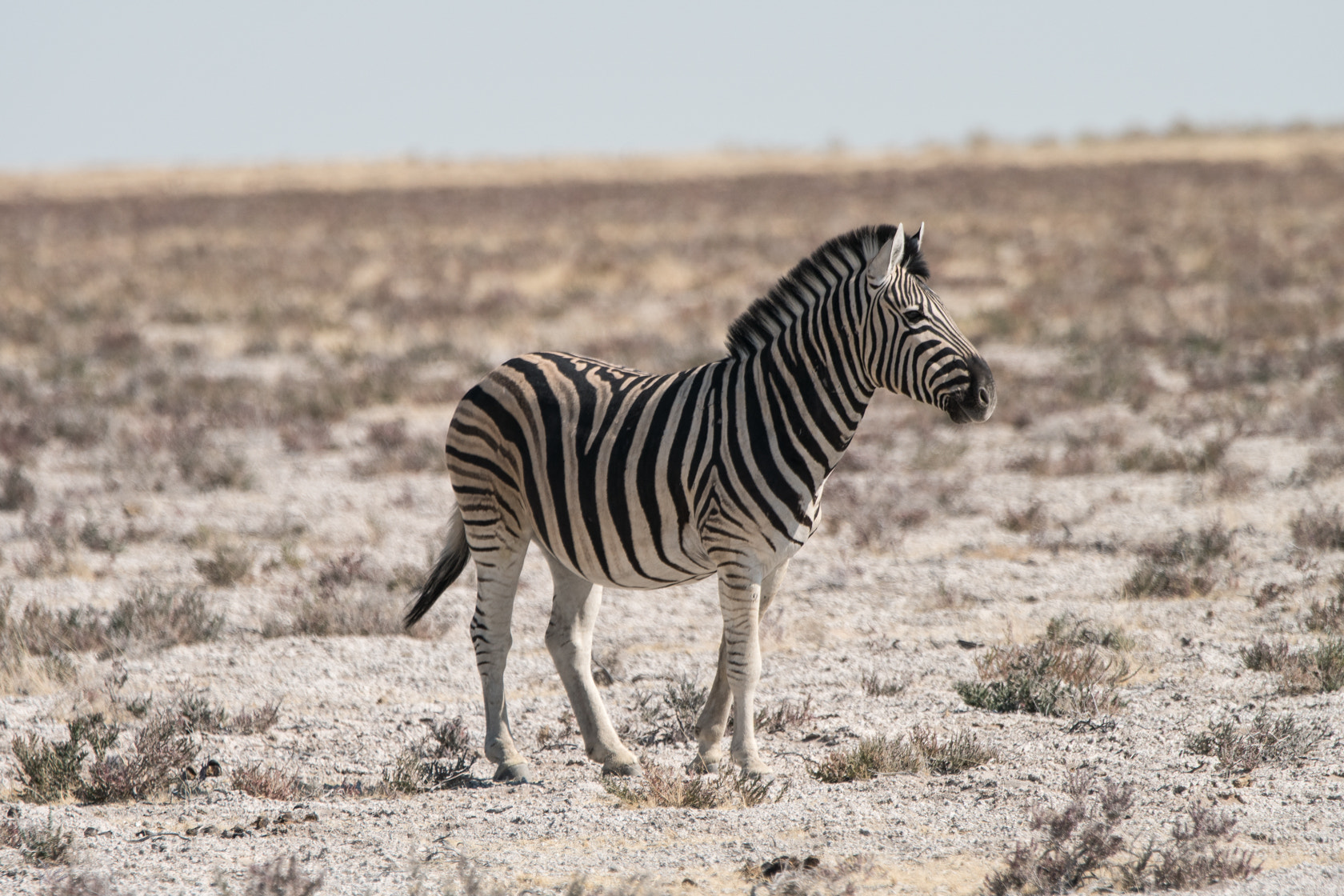 Sony a6300 sample photo. Zebra, etosha photography