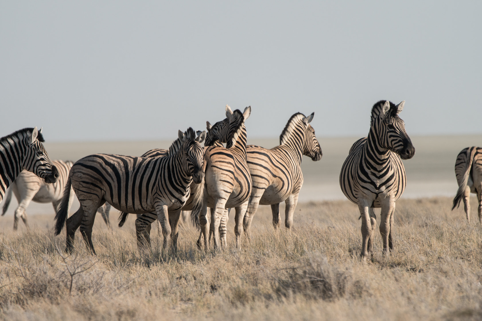 Sony a6300 + Sony 70-400mm F4-5.6 G SSM II sample photo. Zebra, etosha photography