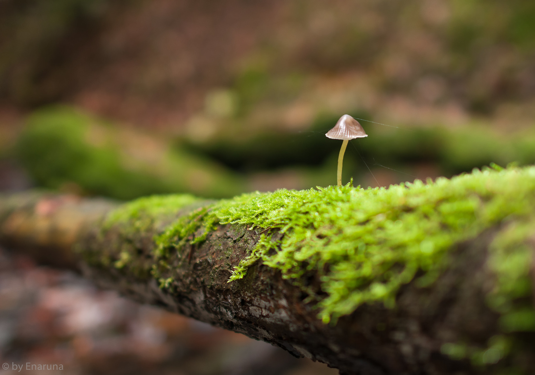 Nikon D300S + Nikon AF-S Nikkor 24mm F1.4G ED sample photo. Mushroom in an airy hight photography