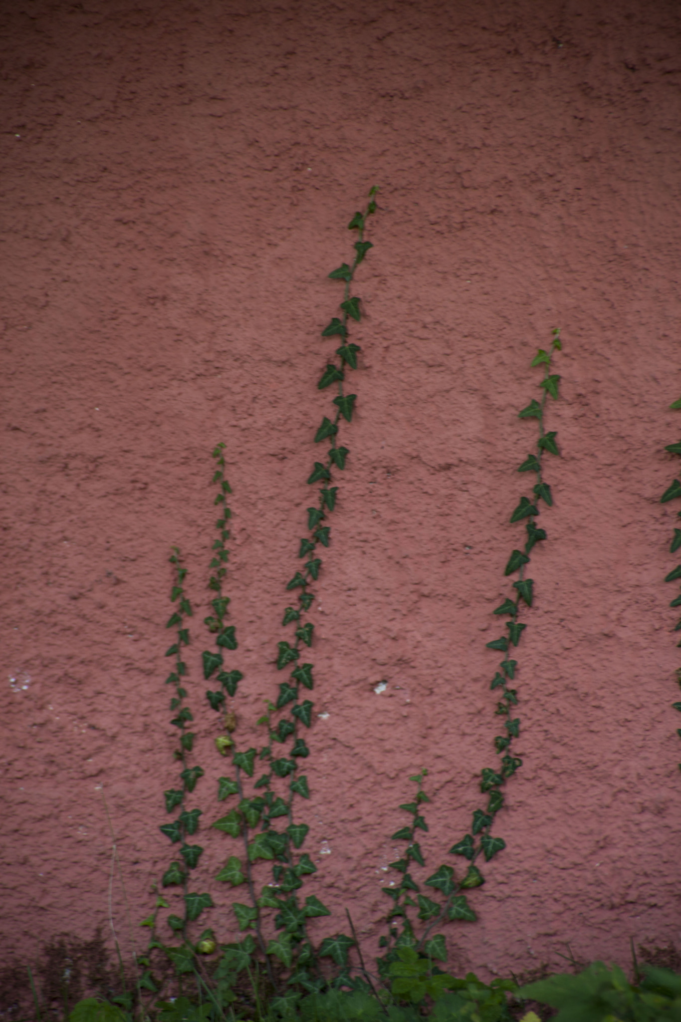 Canon EF 28-200mm F3.5-5.6 USM sample photo. ıvy photography