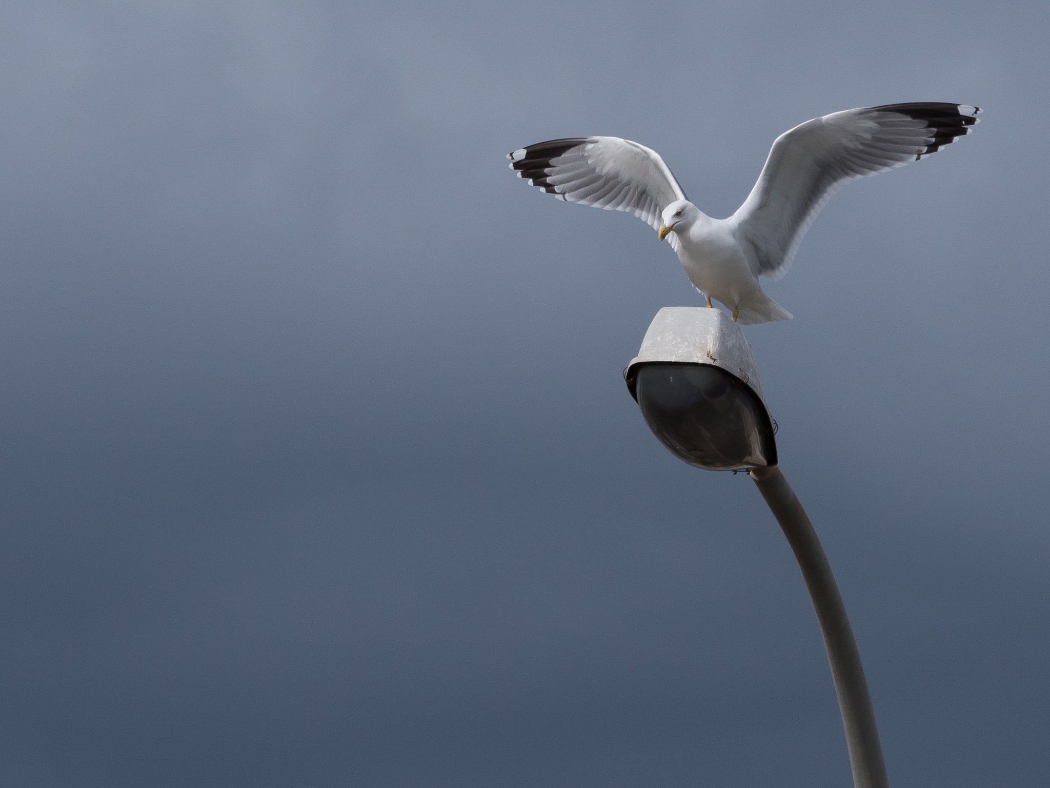 Panasonic Lumix DMC-GH4 sample photo. Seagull landing photography