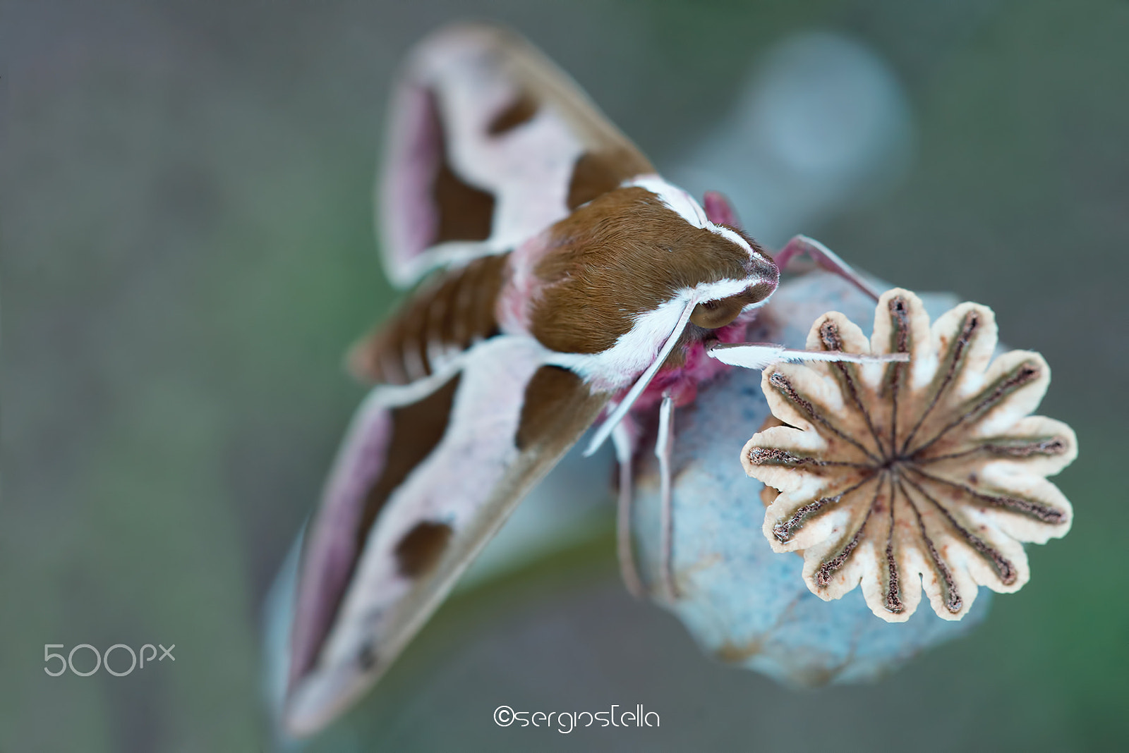 Sigma 150mm F2.8 EX DG Macro HSM sample photo. Hyles euphorbiae___ photography