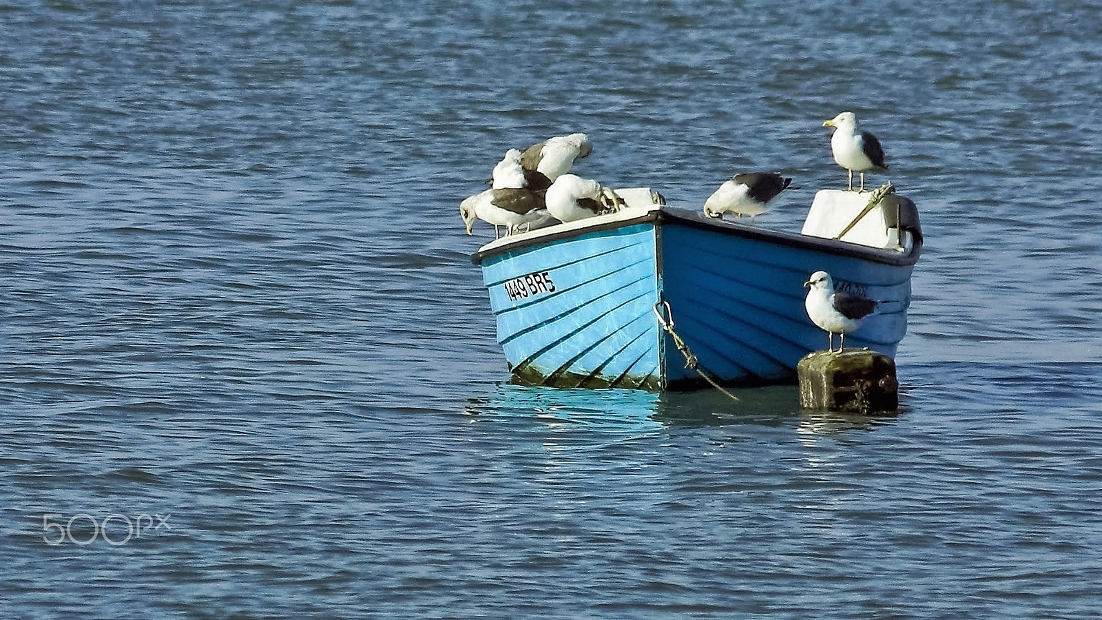 Canon EF 75-300mm F4.0-5.6 IS USM sample photo. All aboard photography