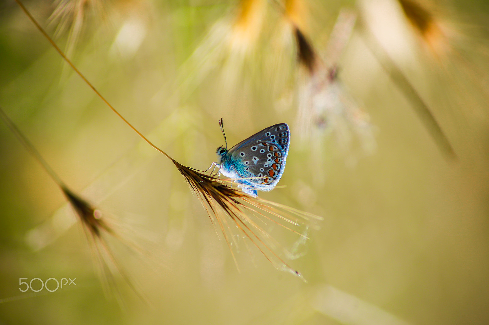 Canon EOS 6D + Tamron AF 70-300mm F4-5.6 Di LD Macro sample photo. Butterfly photography