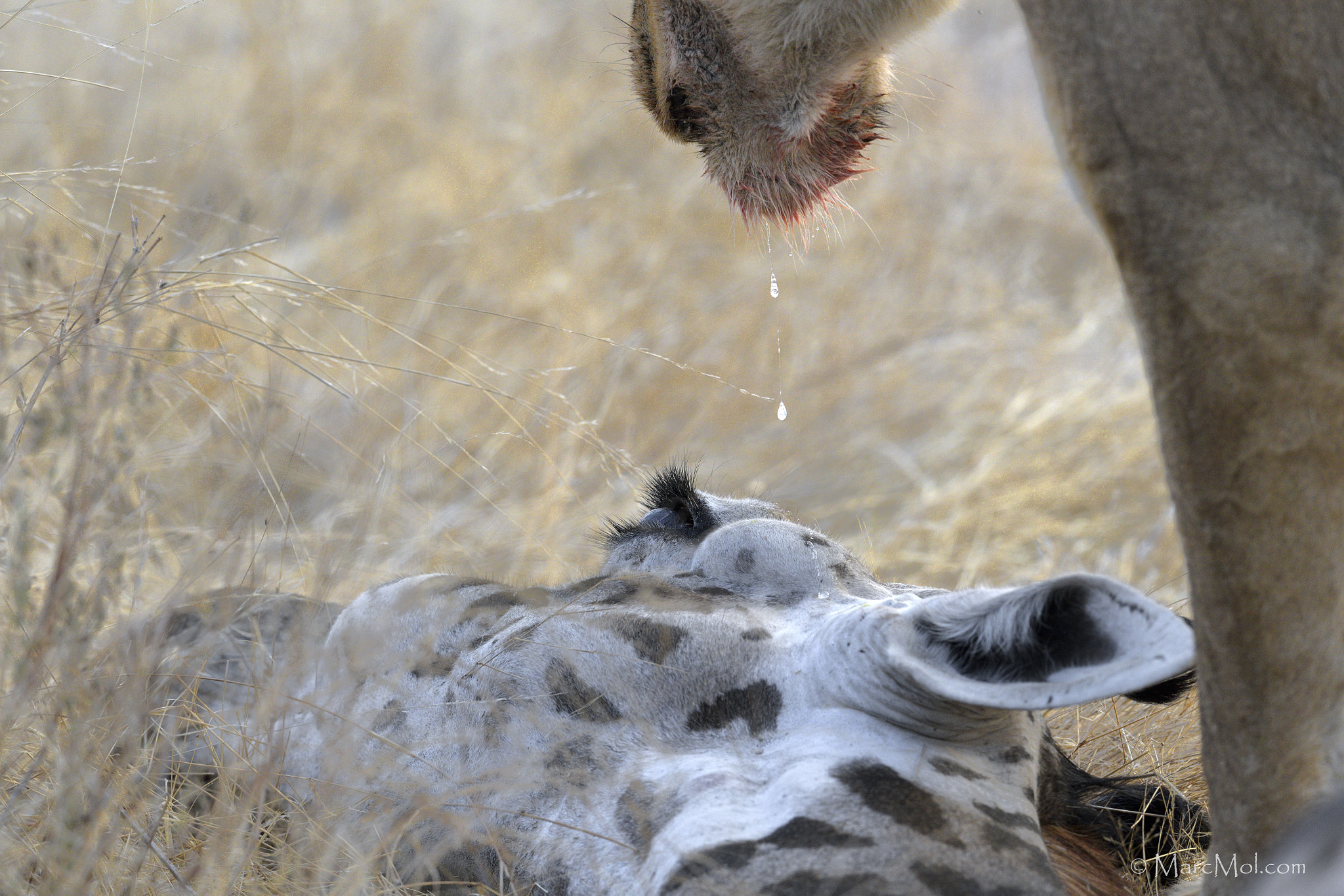 Nikon AF-S Nikkor 400mm F2.8E FL ED VR sample photo. Death of a giraffe photography