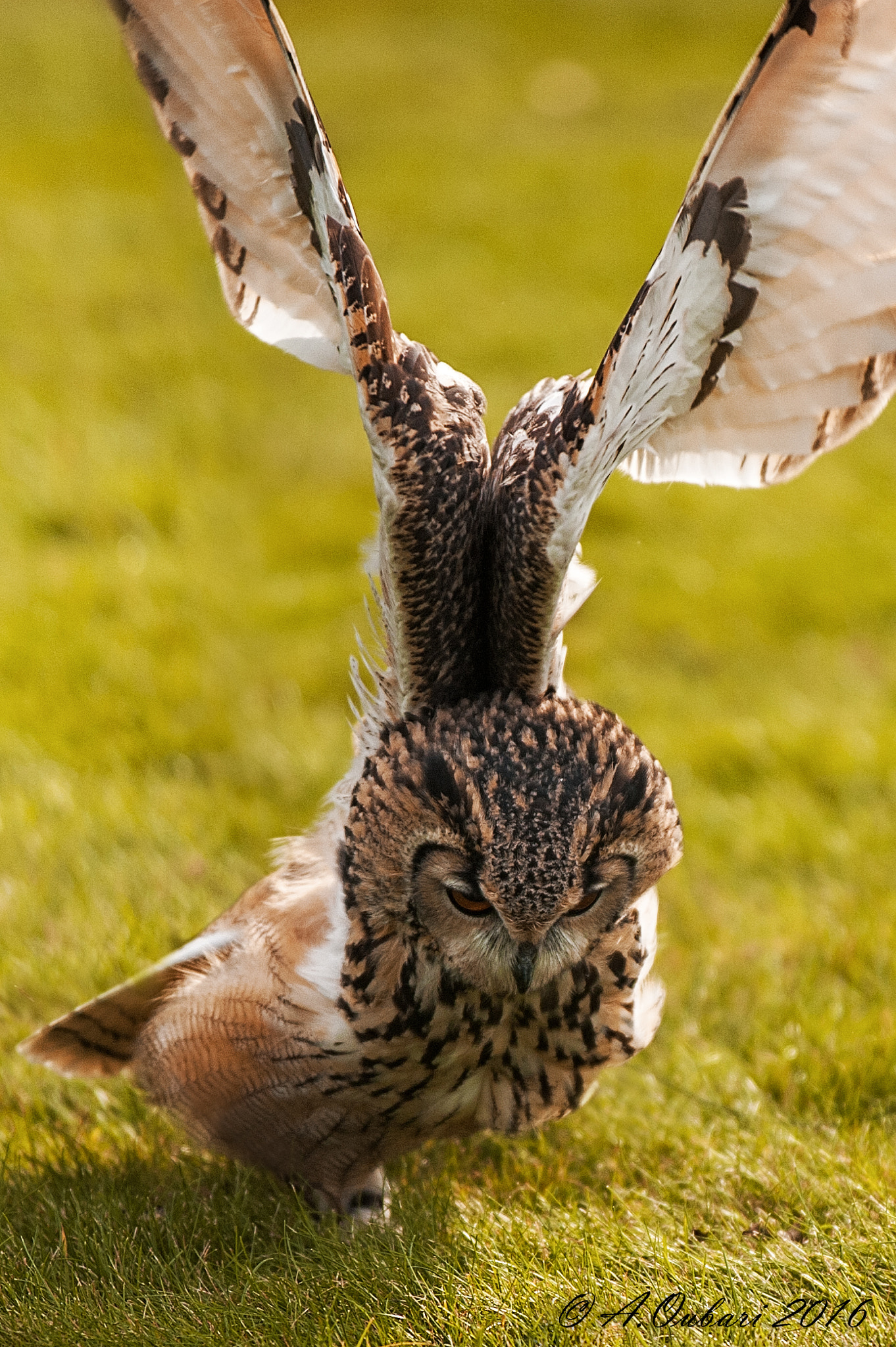 Nikon D3 sample photo. Horned owl photography