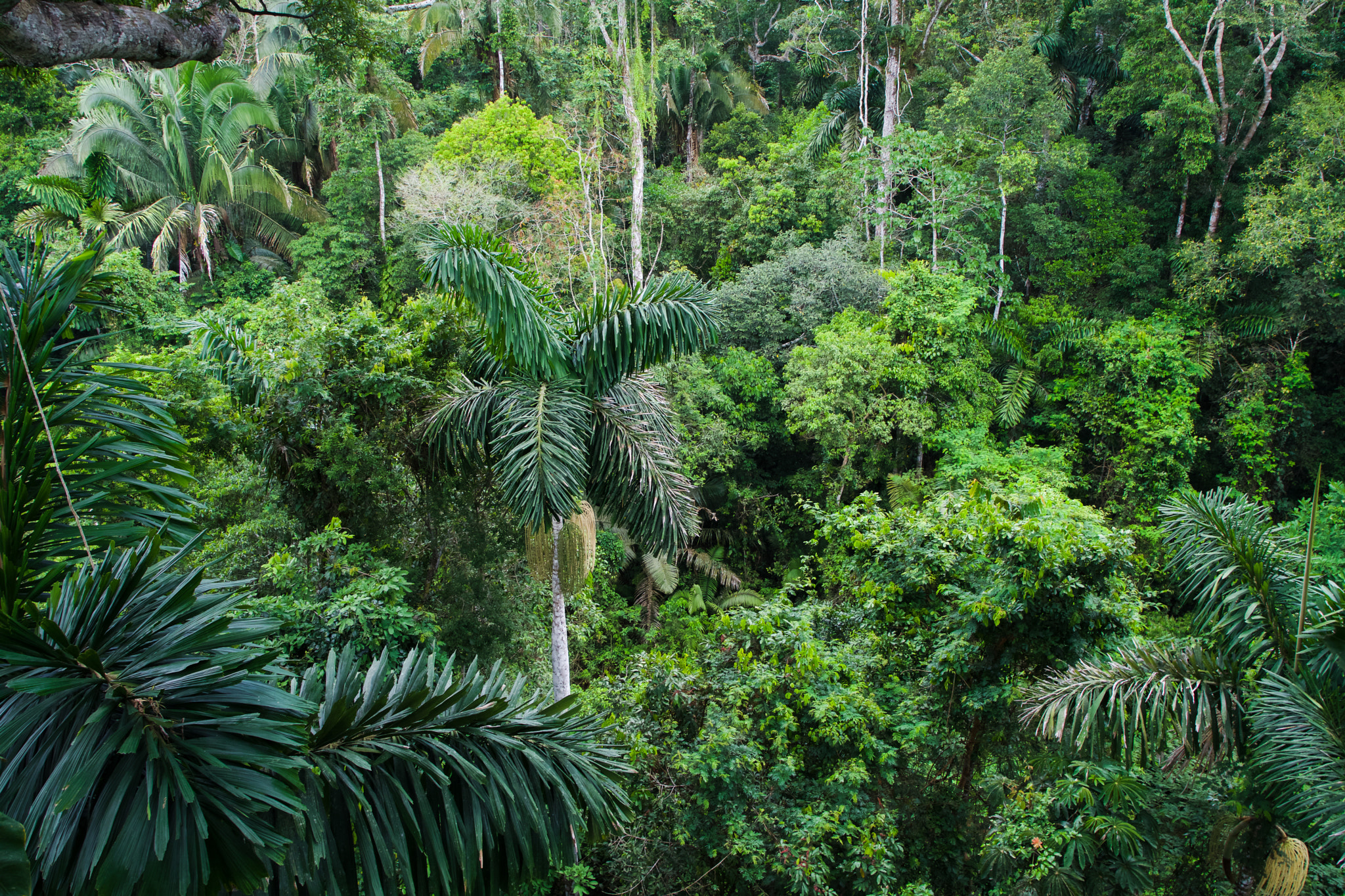 Sony a7 II sample photo. The jungle in peru photography