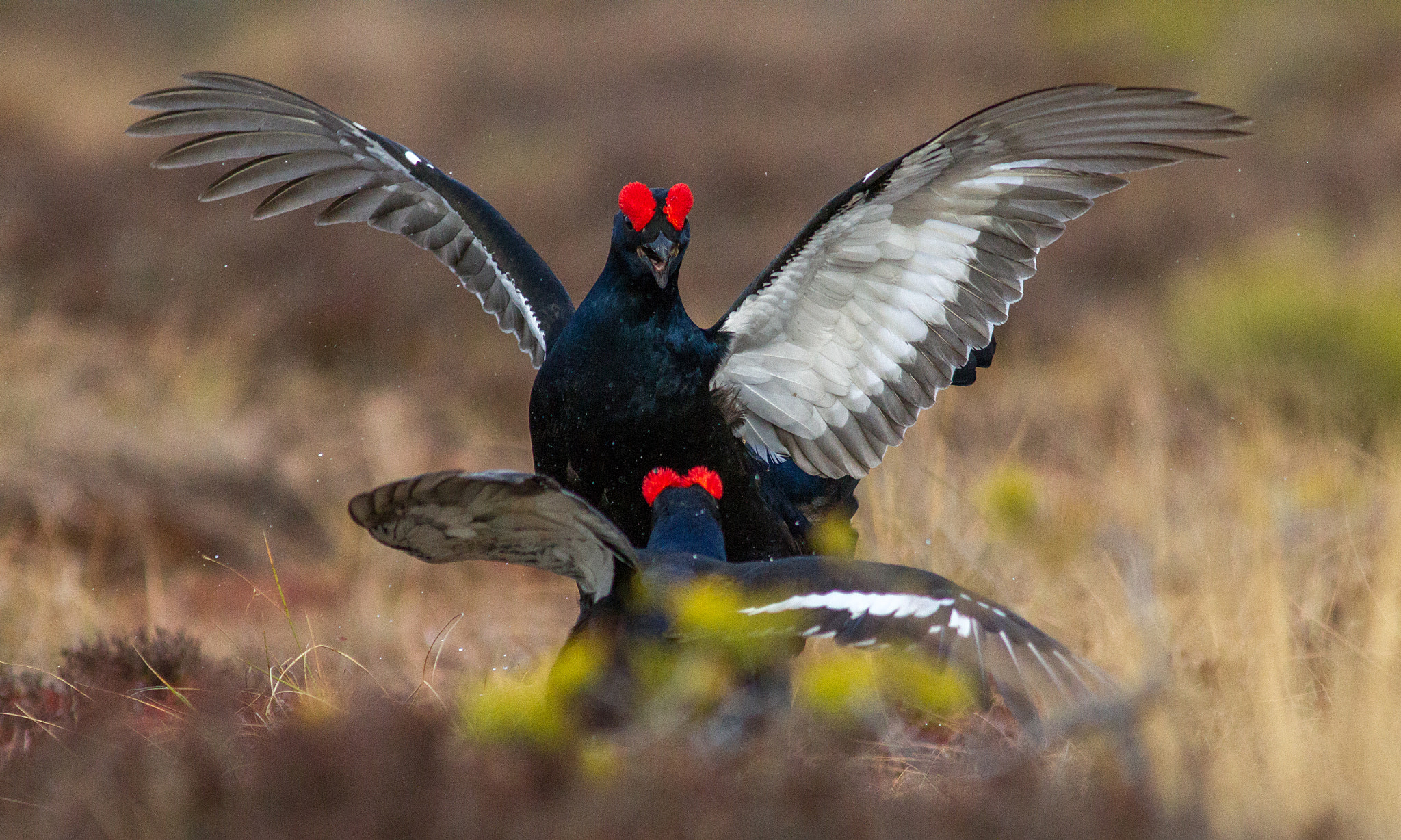 Canon EF 300mm F4L IS USM sample photo. Get lost! this is my territory photography
