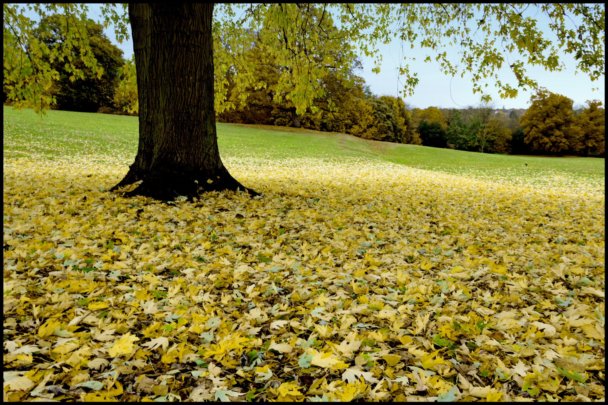 Canon EOS 760D (EOS Rebel T6s / EOS 8000D) sample photo. Yellow autumn show photography