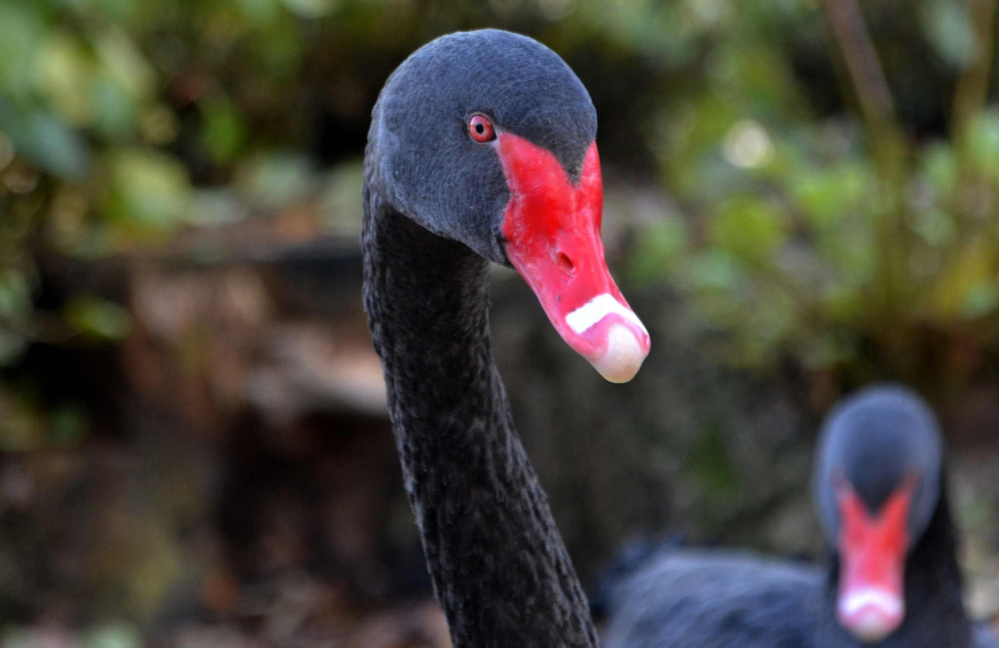 Sigma 28-300mm F3.5-6.3 DG Macro sample photo. Dark paradise• photography