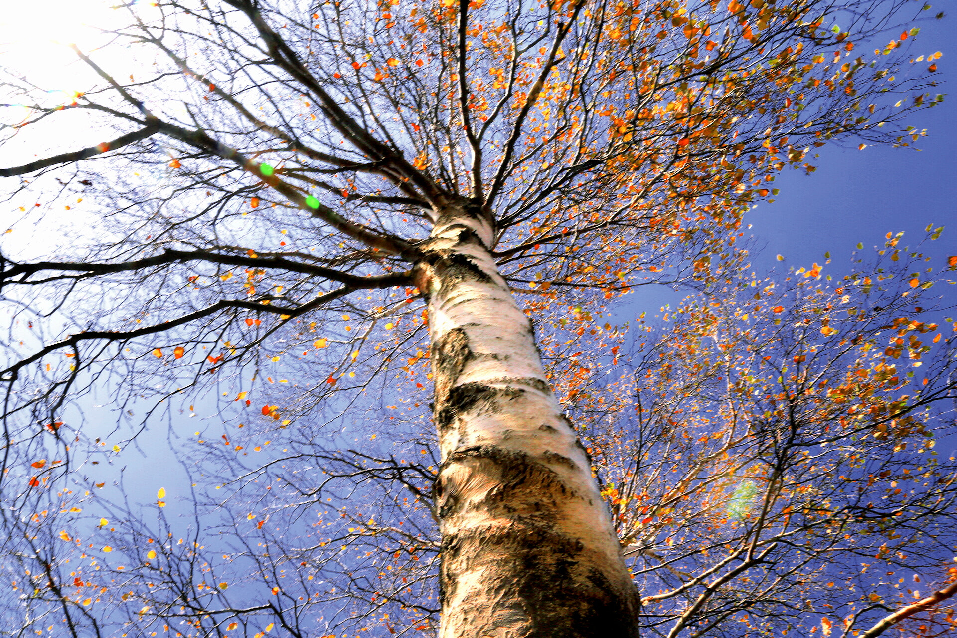 Canon EF 24-105mm F4L IS USM sample photo