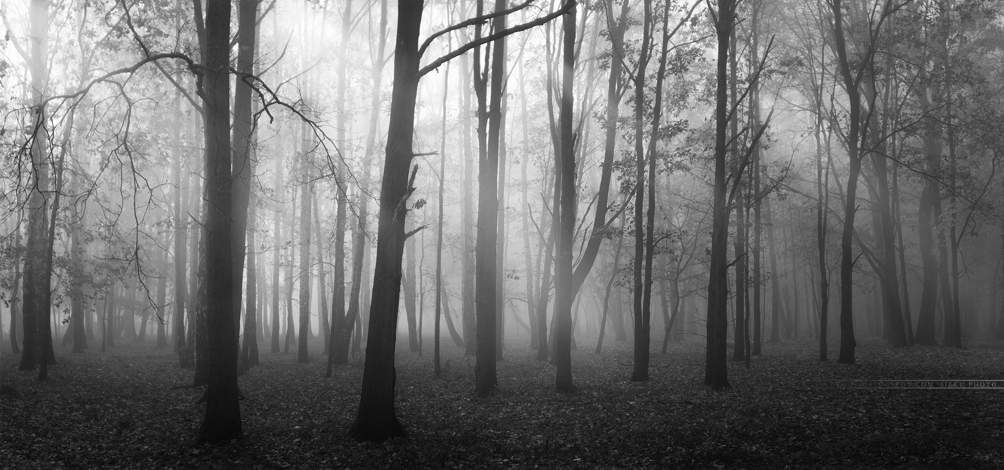 Sigma 15-30mm f/3.5-4.5 EX DG Aspherical sample photo. Forest photography