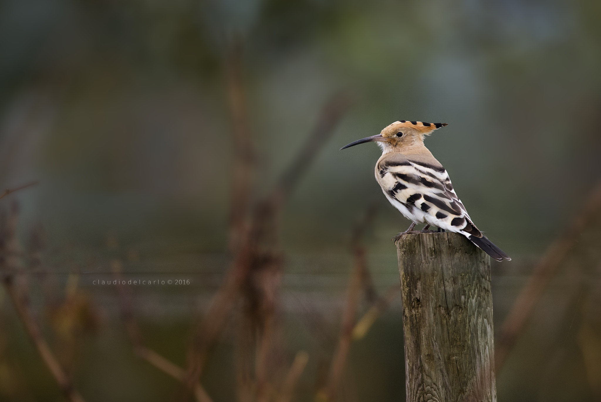 Sigma 150-600mm F5-6.3 DG OS HSM | S sample photo. Dsc photography