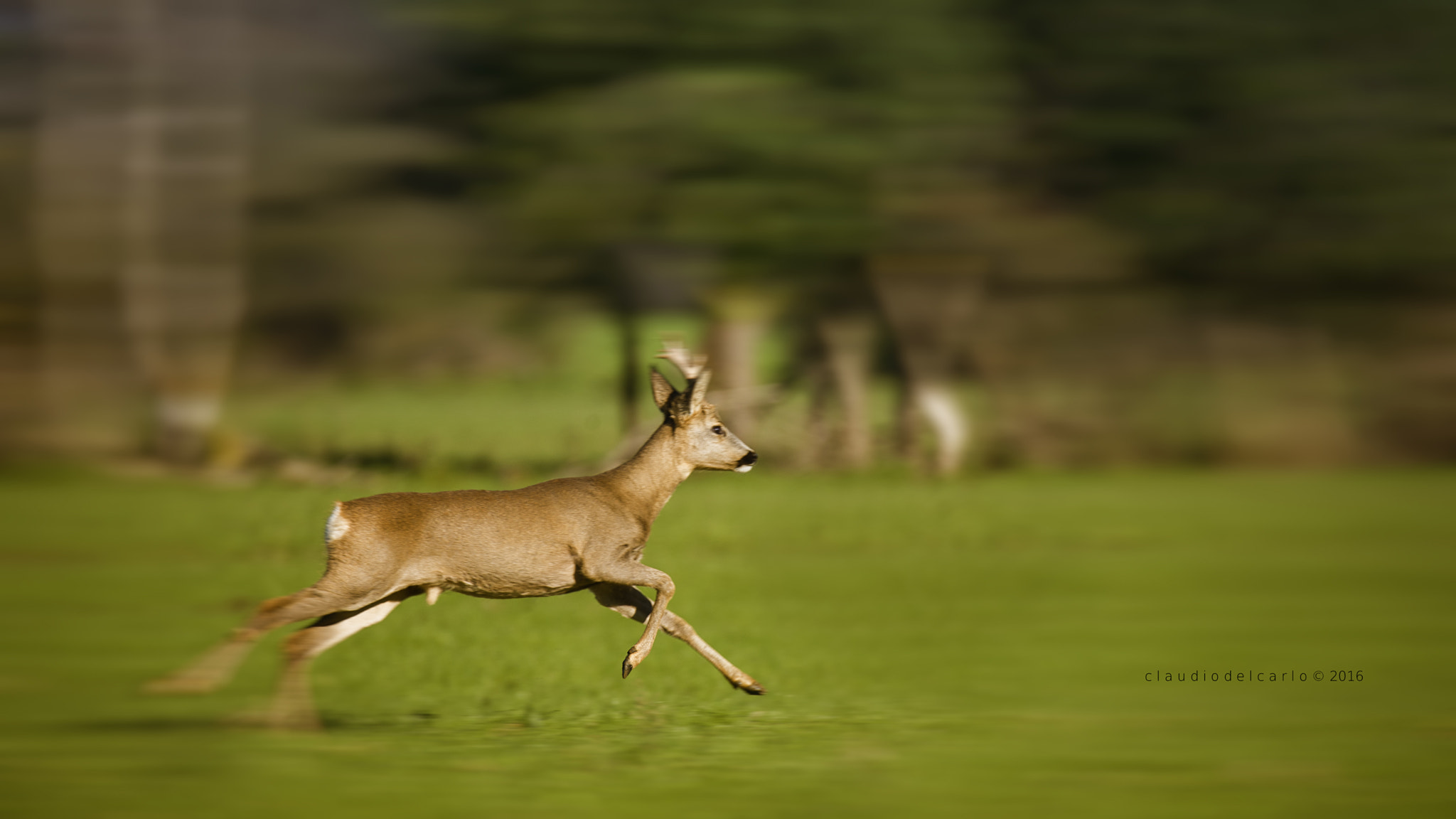 Sigma 150-600mm F5-6.3 DG OS HSM | S sample photo. Dsc photography