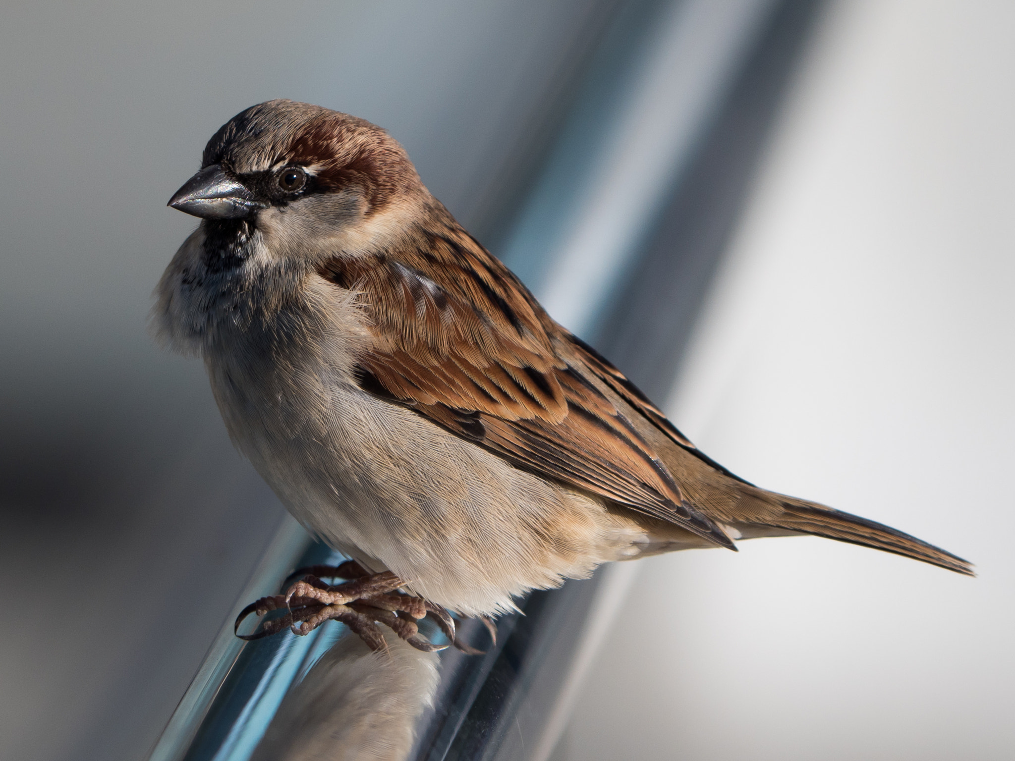 Panasonic Lumix DMC-GH4 sample photo. House sparrow, male photography