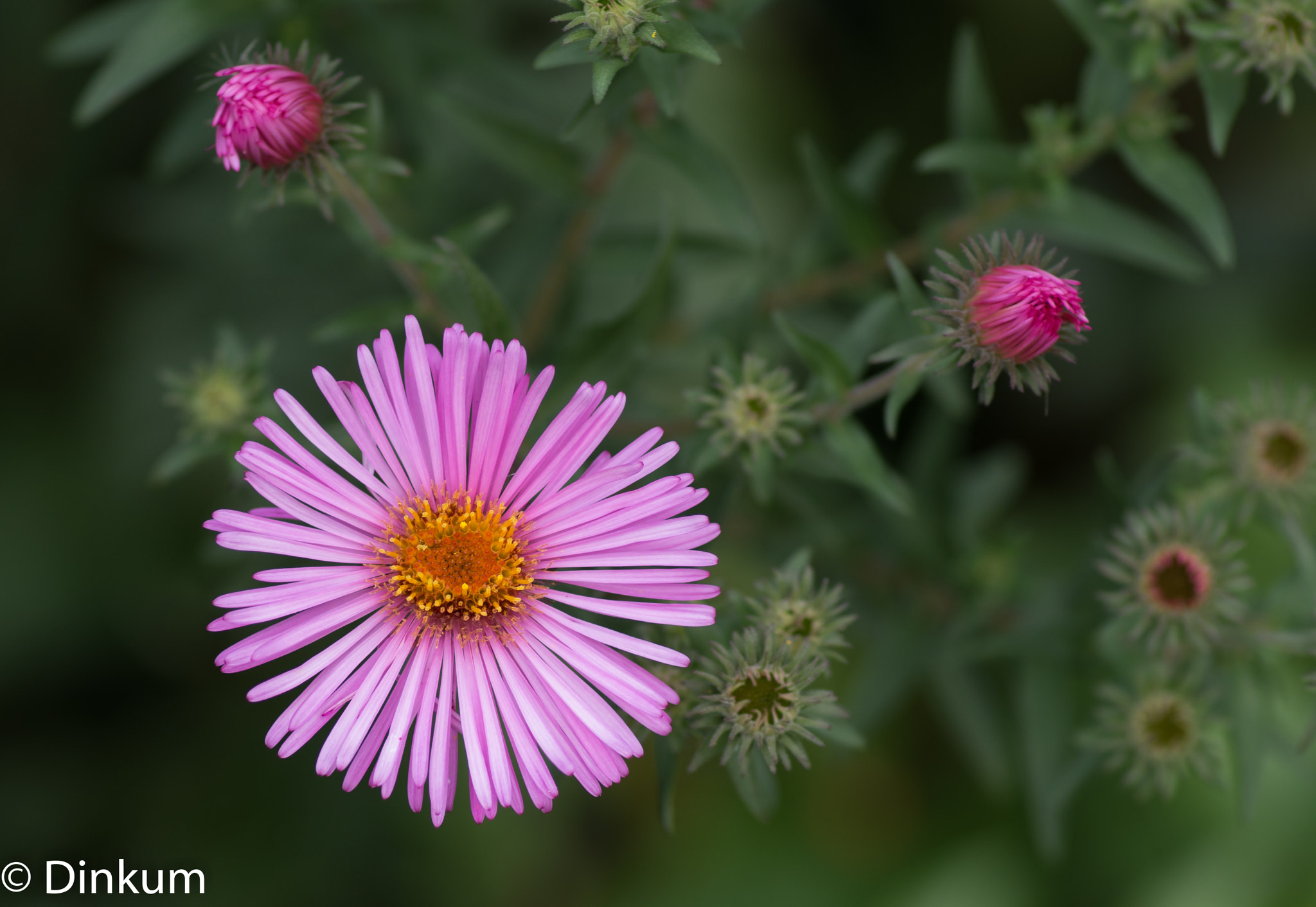 Pentax smc D-FA 100mm F2.8 Macro WR sample photo. Presque abstrait photography