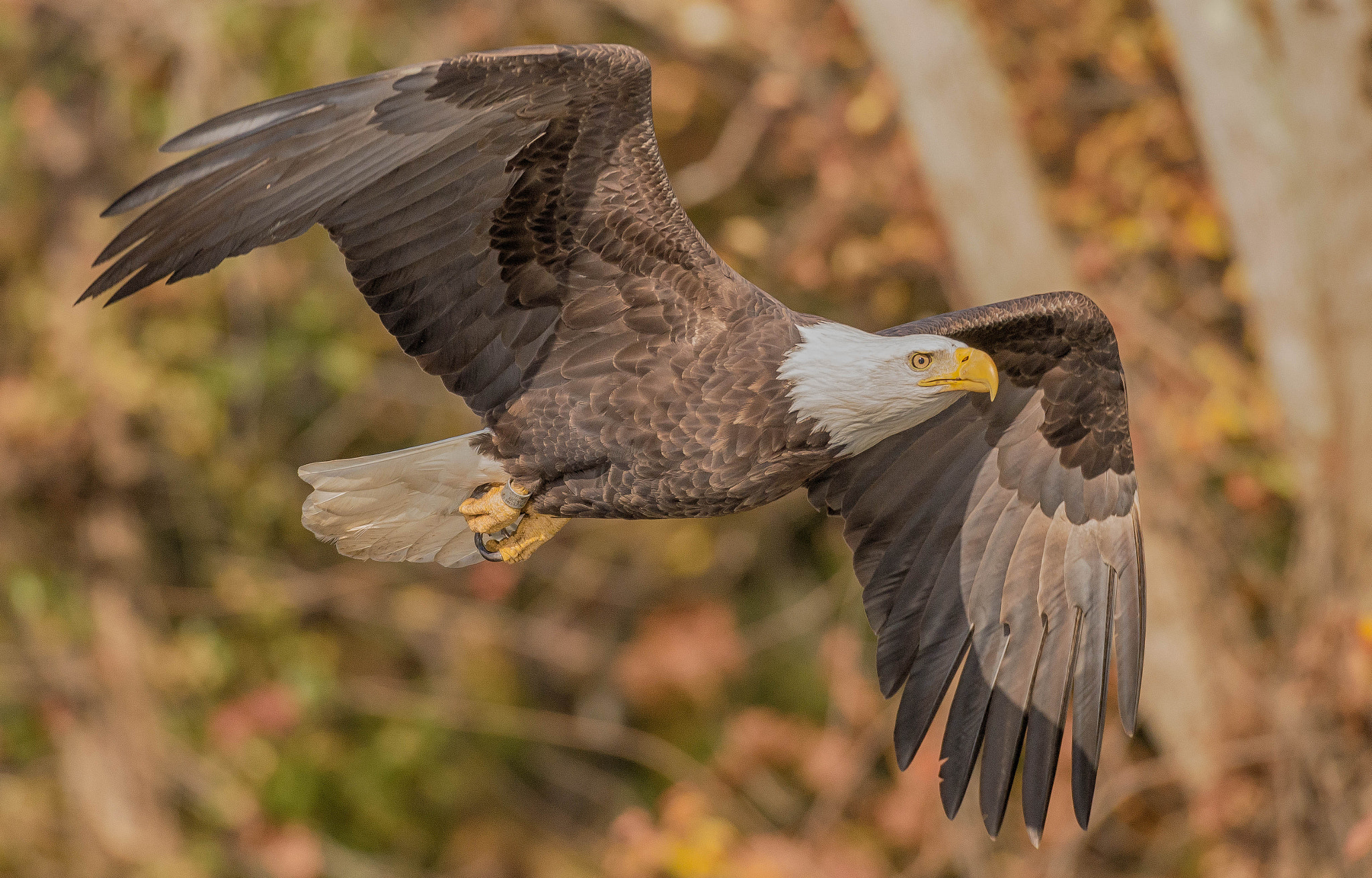 Nikon AF-S Nikkor 200-500mm F5.6E ED VR sample photo. Bird of prey photography