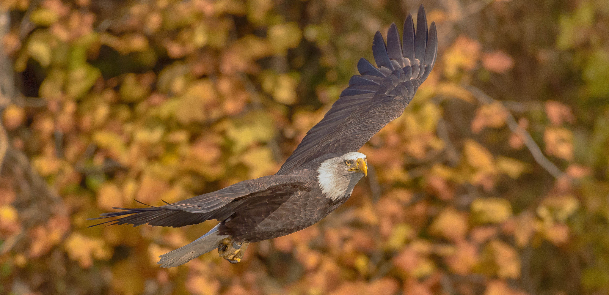Nikon AF-S Nikkor 200-500mm F5.6E ED VR sample photo. Autumn flight photography