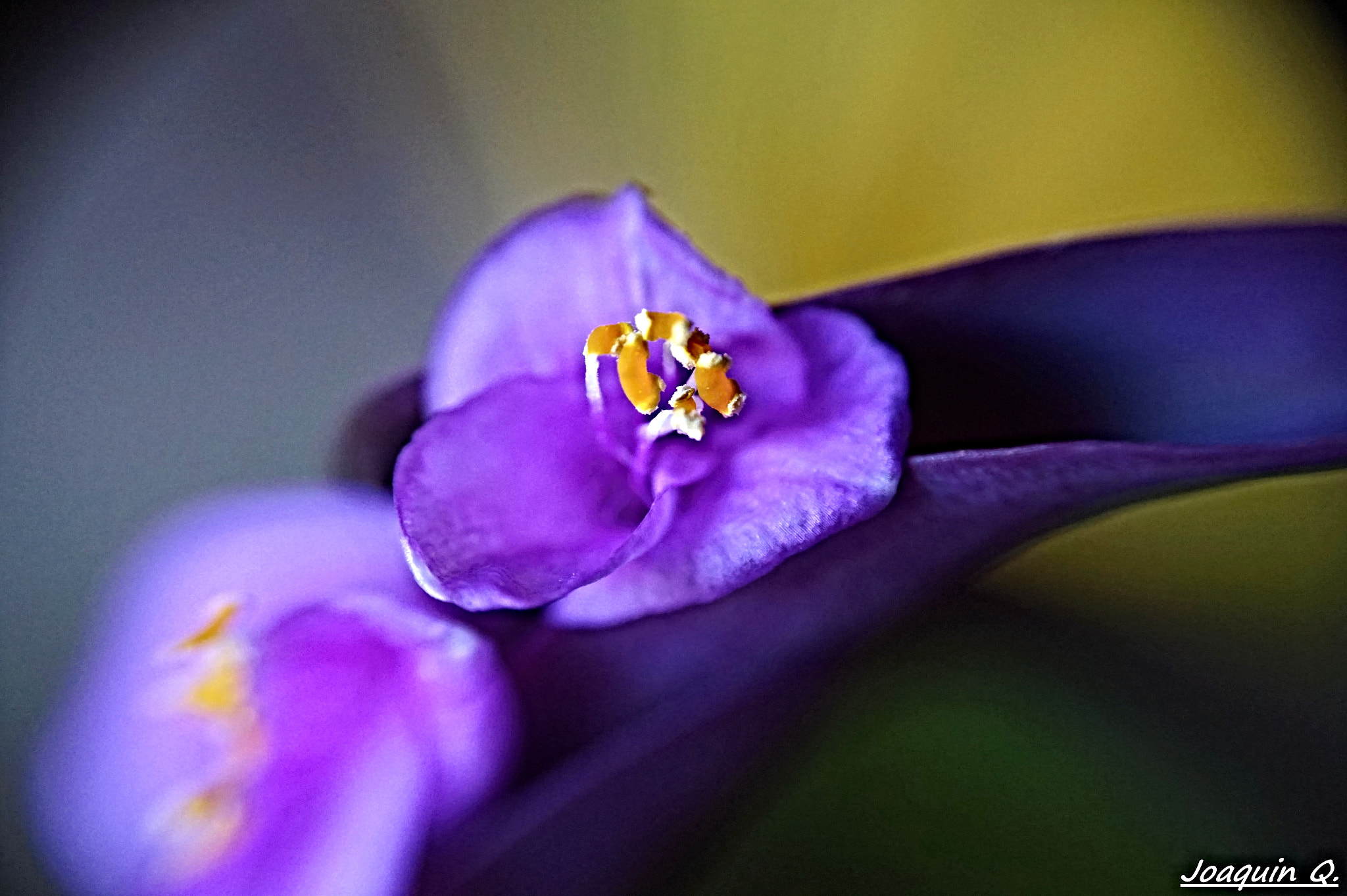 Sony E 16-50mm F3.5-5.6 PZ OSS sample photo. Tradescantia photography