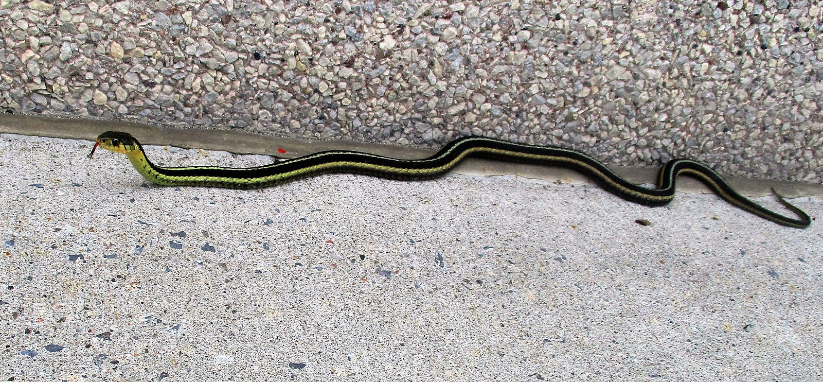 Canon PowerShot ELPH 180 (IXUS 175 / IXY 180) sample photo. Slither photography