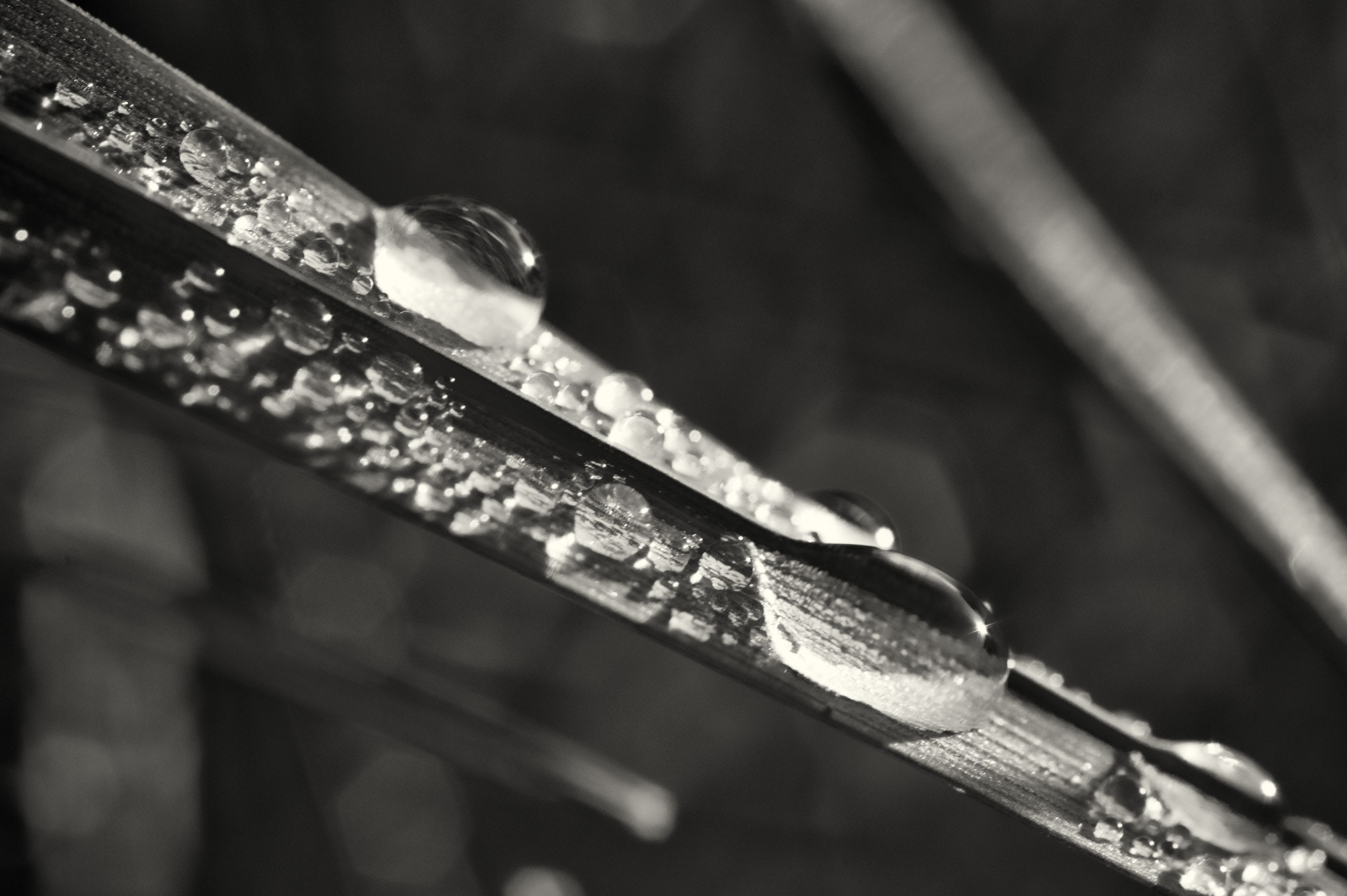 A Series Lens sample photo. Bwm wet grass photography