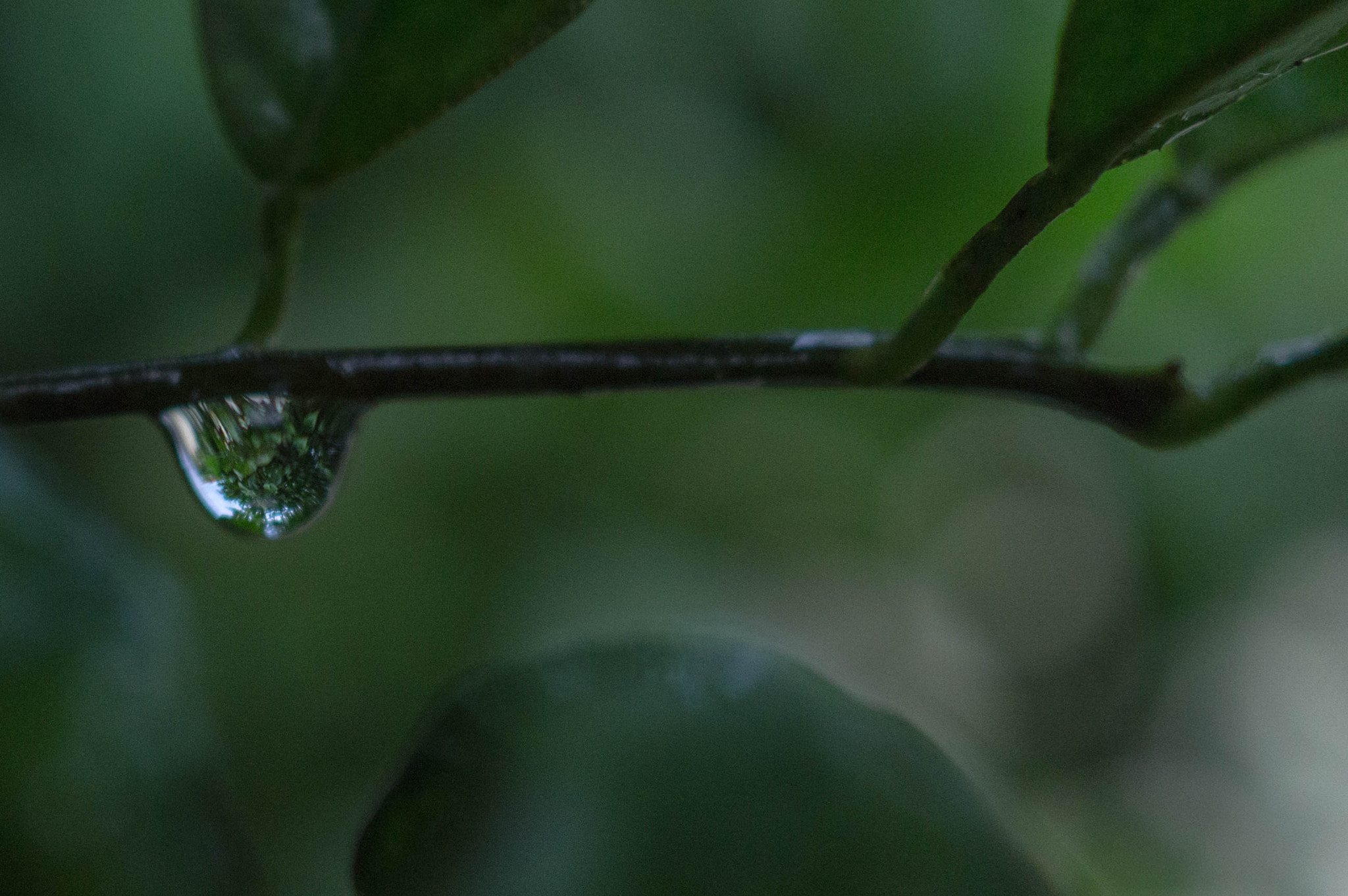 Sony SLT-A37 sample photo. World in a drop of water photography