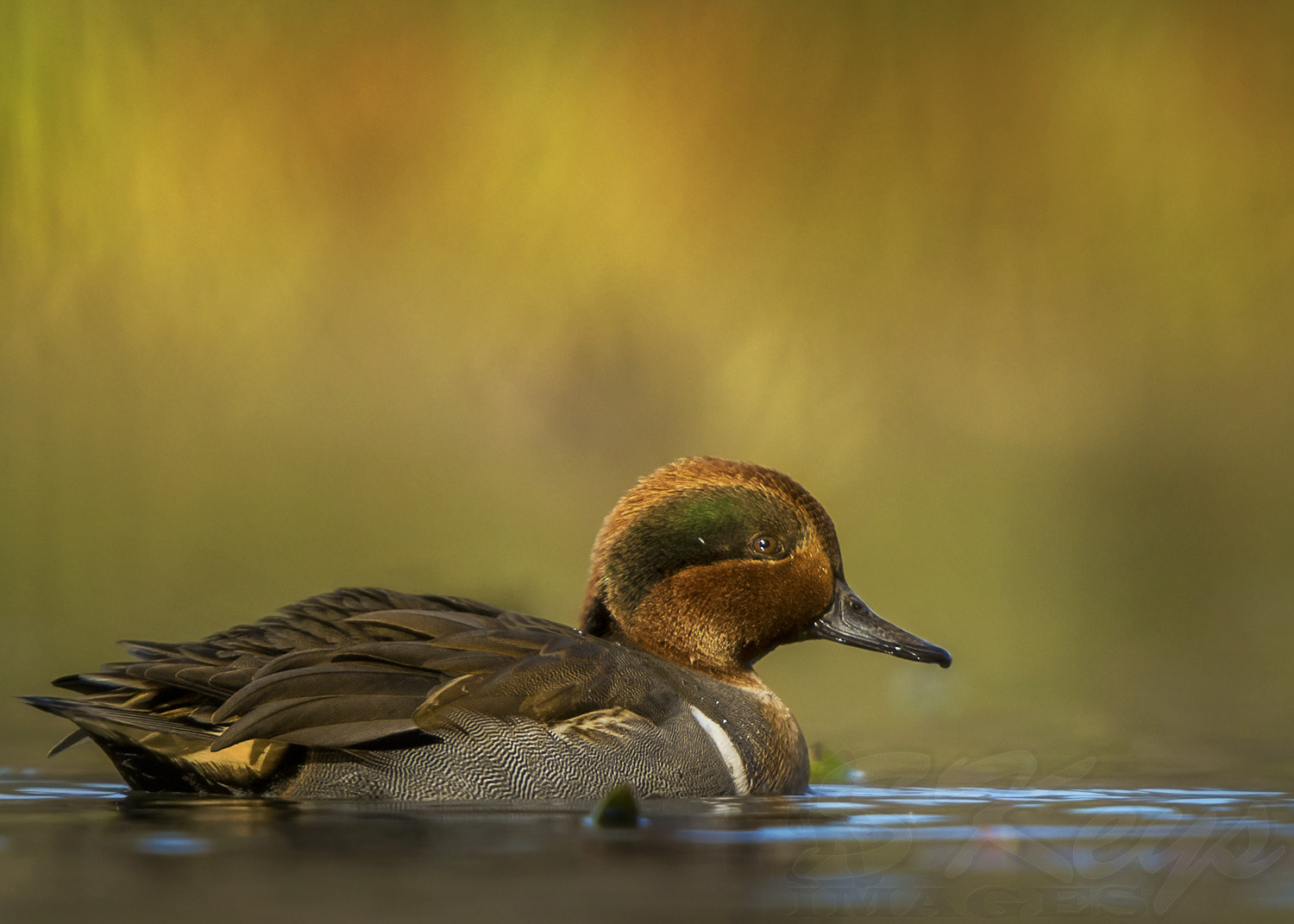Nikon D7200 + Sigma 500mm F4.5 EX DG HSM sample photo. Mysterious (green-winged teal) photography