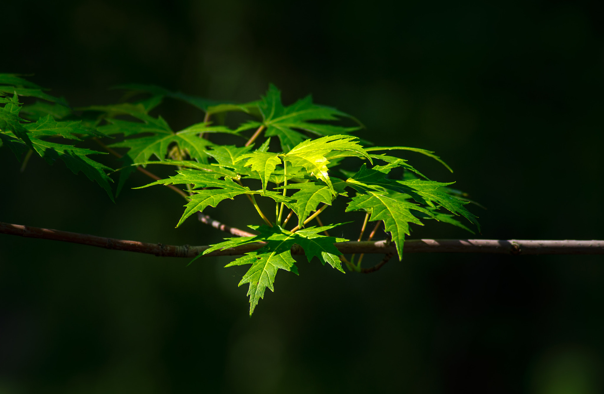 Pentax K-30 sample photo. Green in black photography