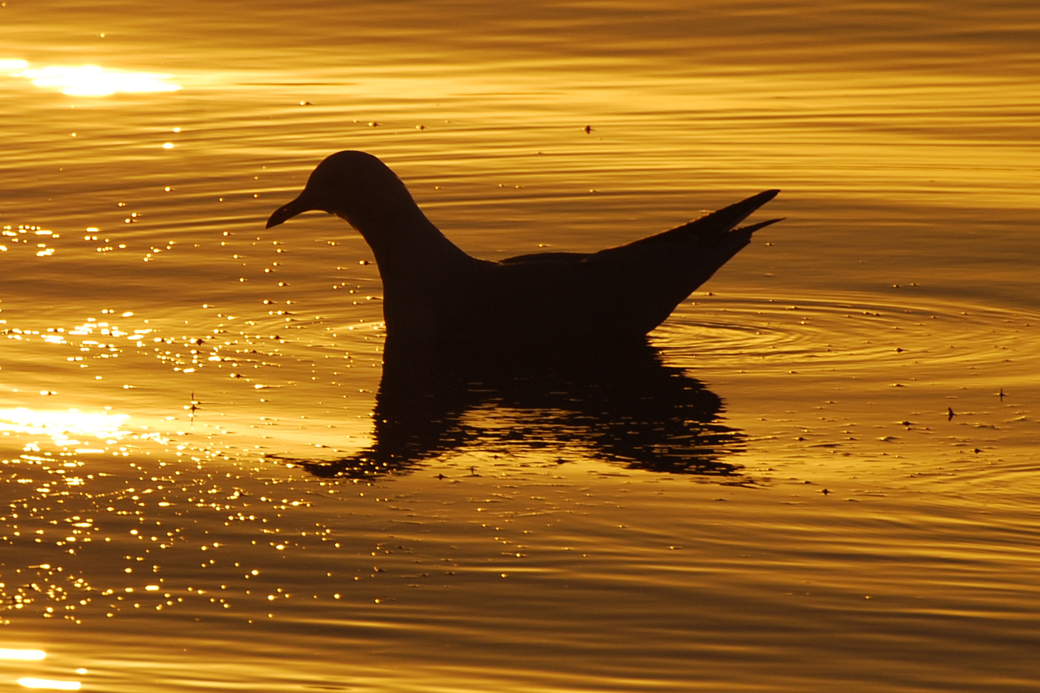 Nikon D80 sample photo. Floating on gold photography
