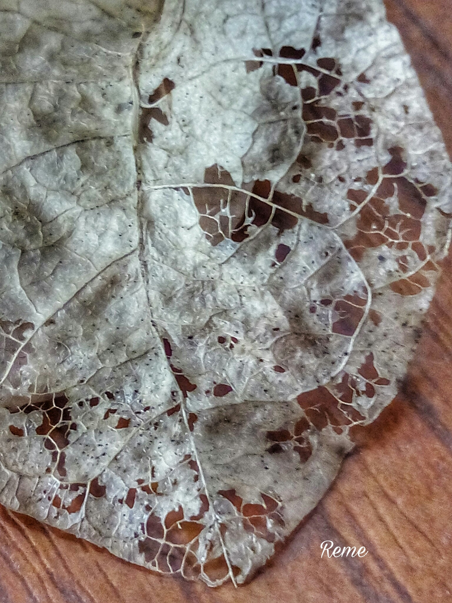 bq Aquaris E5 HD sample photo. Lace leaf


 photography