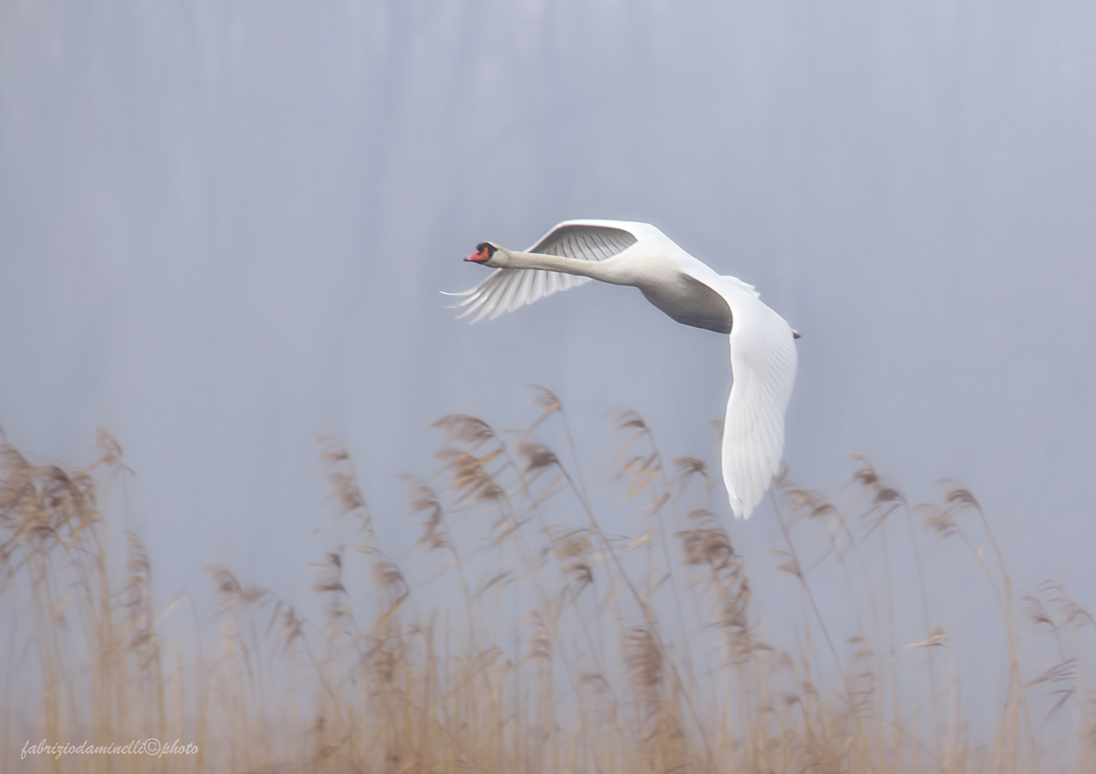 Canon EOS 60D sample photo. Swan in fly photography