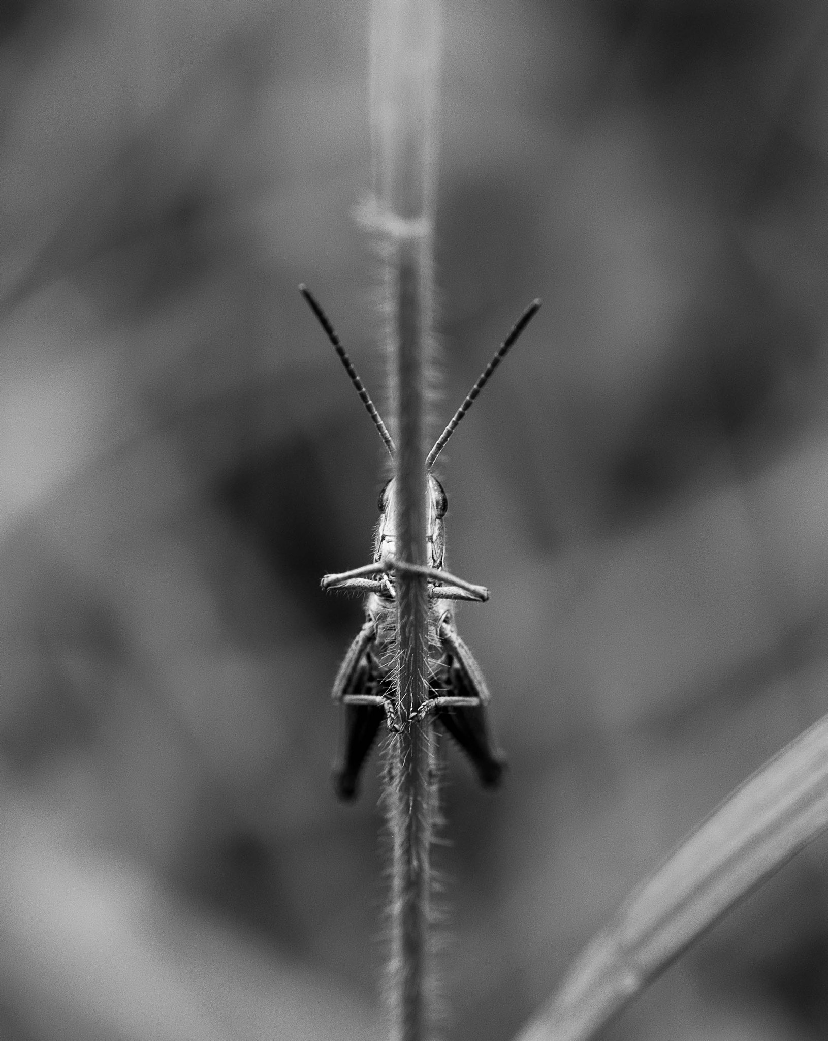Nikon AF-S Micro-Nikkor 60mm F2.8G ED sample photo. Nascondino photography