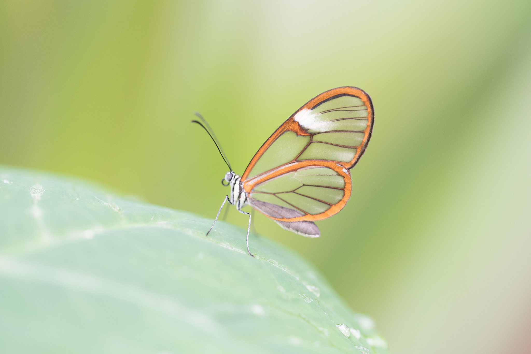 Sigma 150mm F2.8 EX DG OS Macro HSM sample photo. Greta oto photography