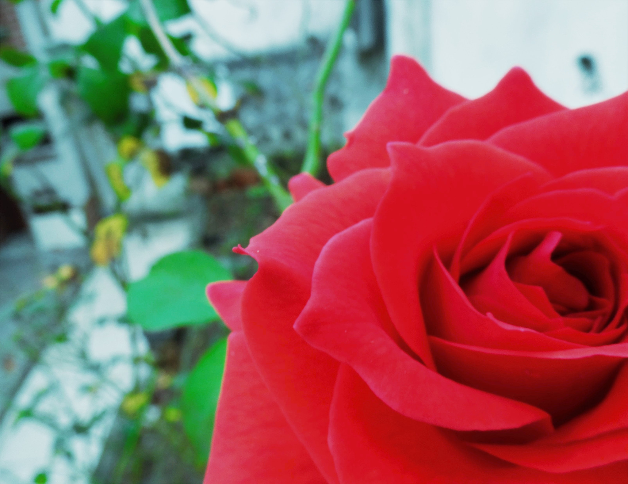 Samsung WB150 / WB150F / WB152 / WB152F / WB151 sample photo. Roses again. photography