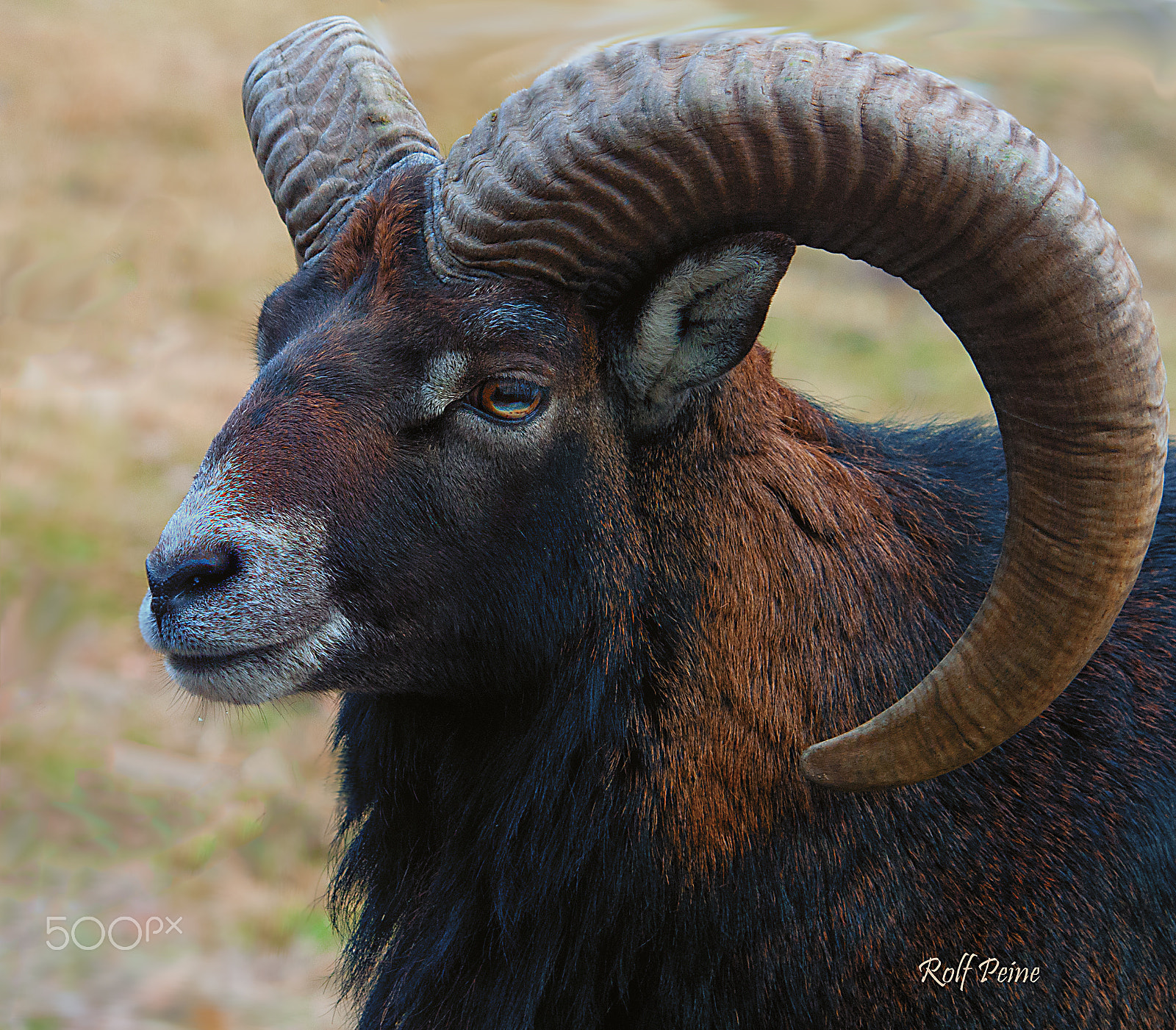 Nikon D200 sample photo. Widder photography