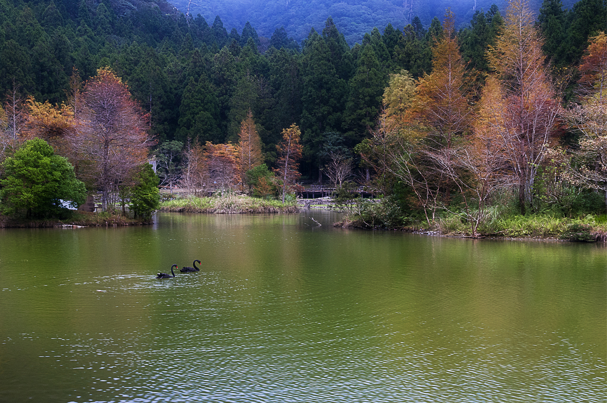 Sigma 17-70mm F2.8-4.5 DC Macro Asp. IF sample photo. Fall photography