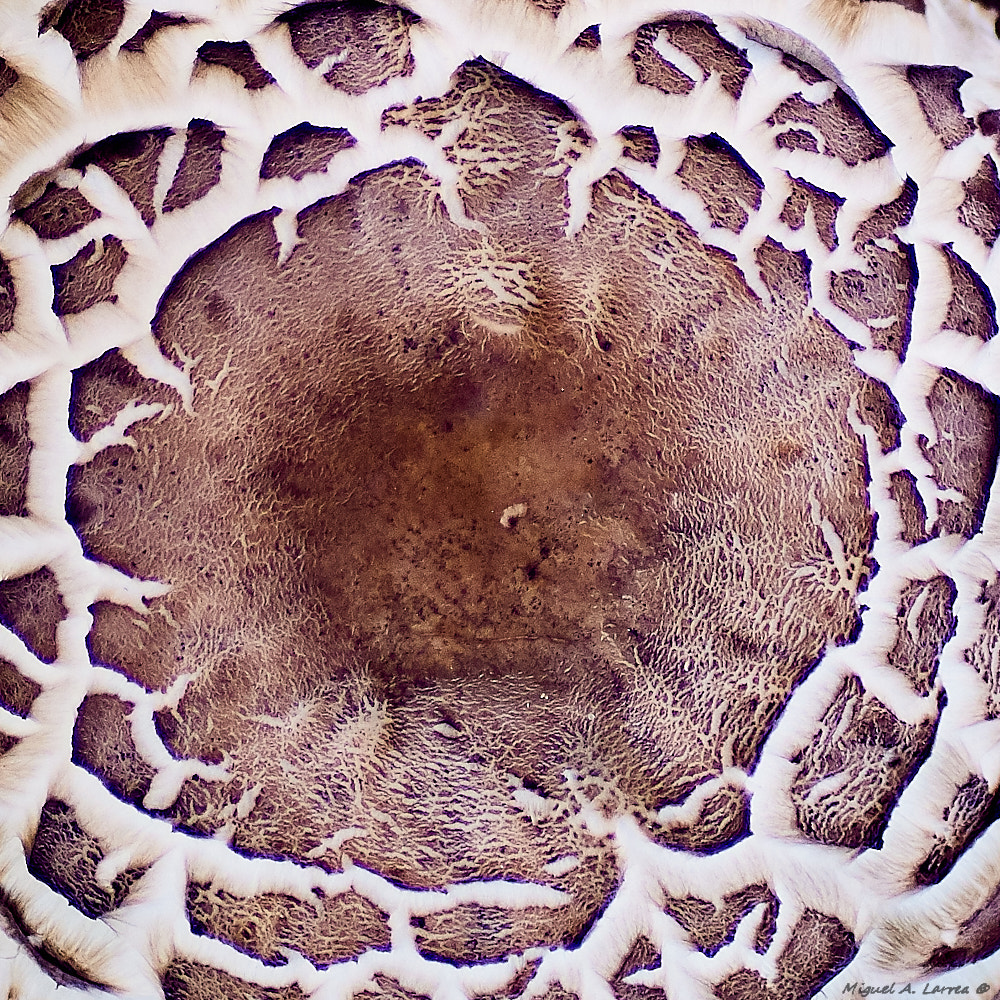 Sony ILCA-77M2 + Tamron SP AF 90mm F2.8 Di Macro sample photo. Macrolepiota rhacodes cap detail photography