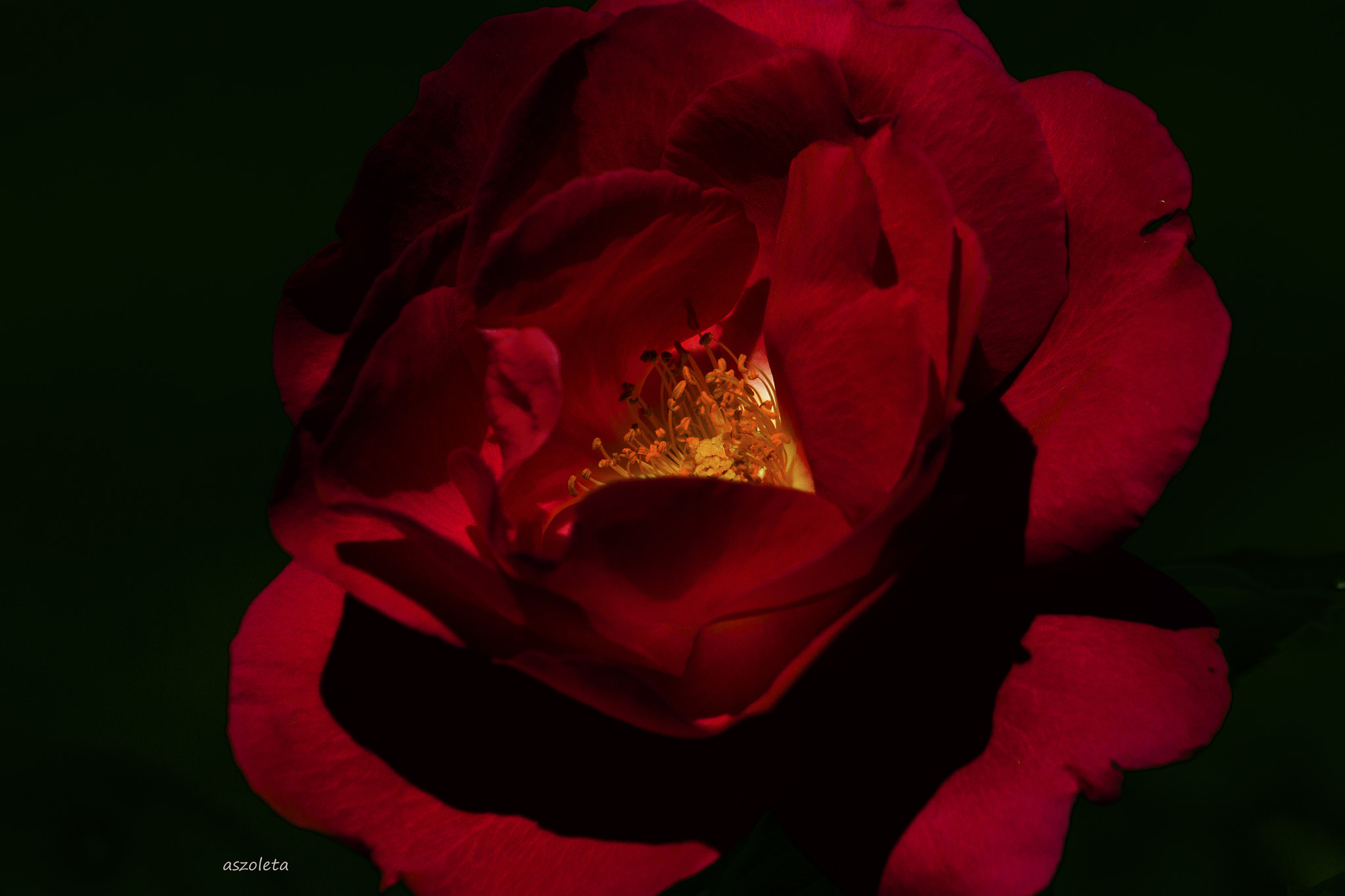 Canon EF 75-300mm f/4-5.6 USM sample photo. Flaming red. photography