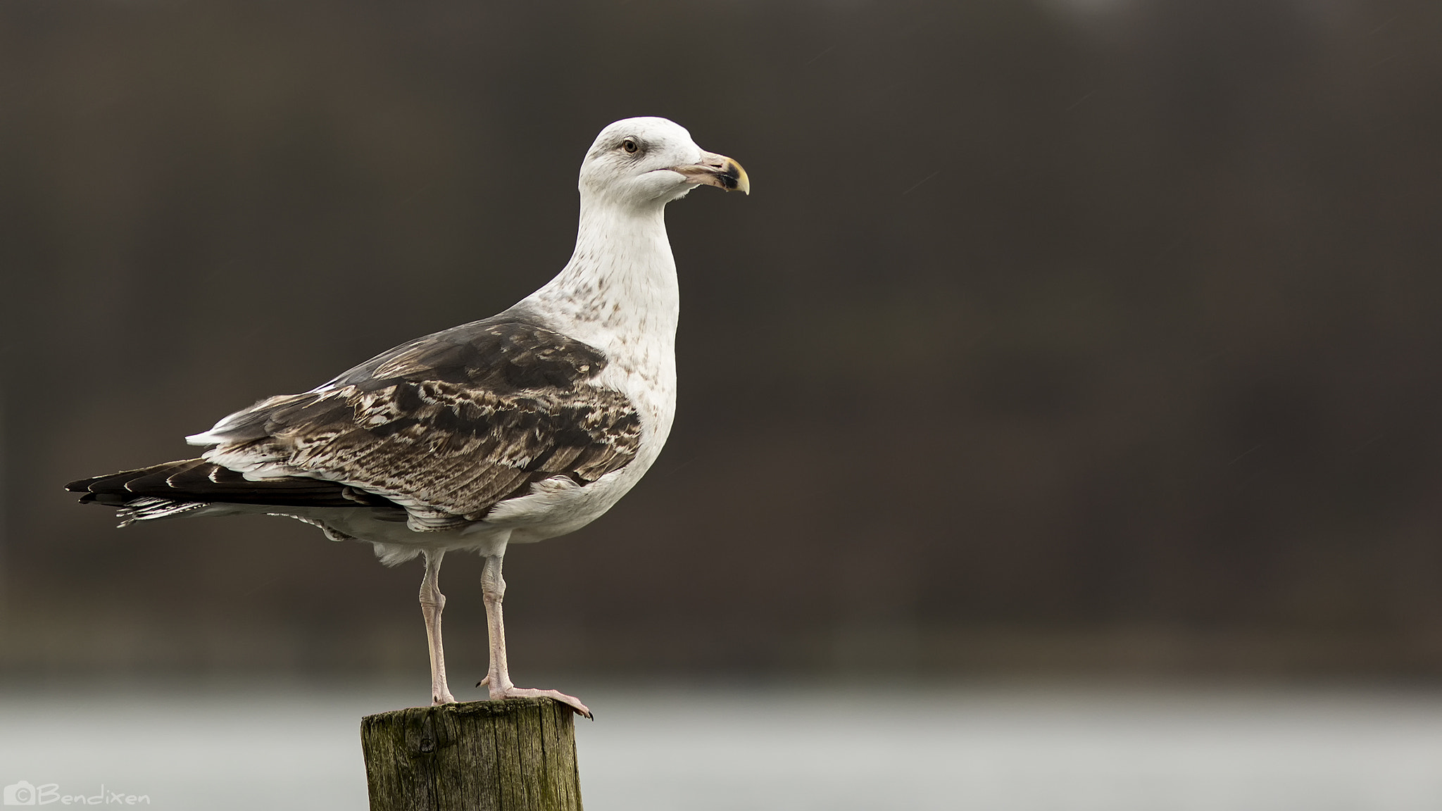 Canon EOS 70D + Canon EF 300mm F4L IS USM sample photo. Seagull photography