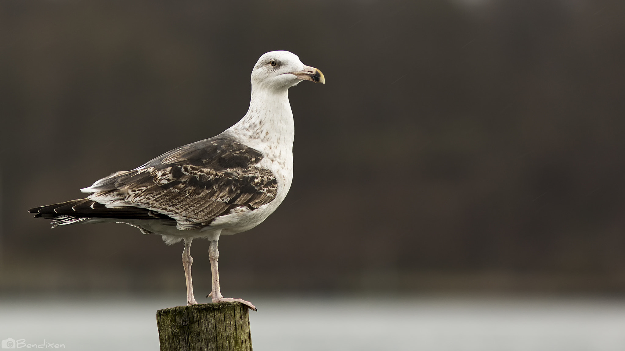 Canon EOS 70D + Canon EF 300mm F4L IS USM sample photo. Seagull photography
