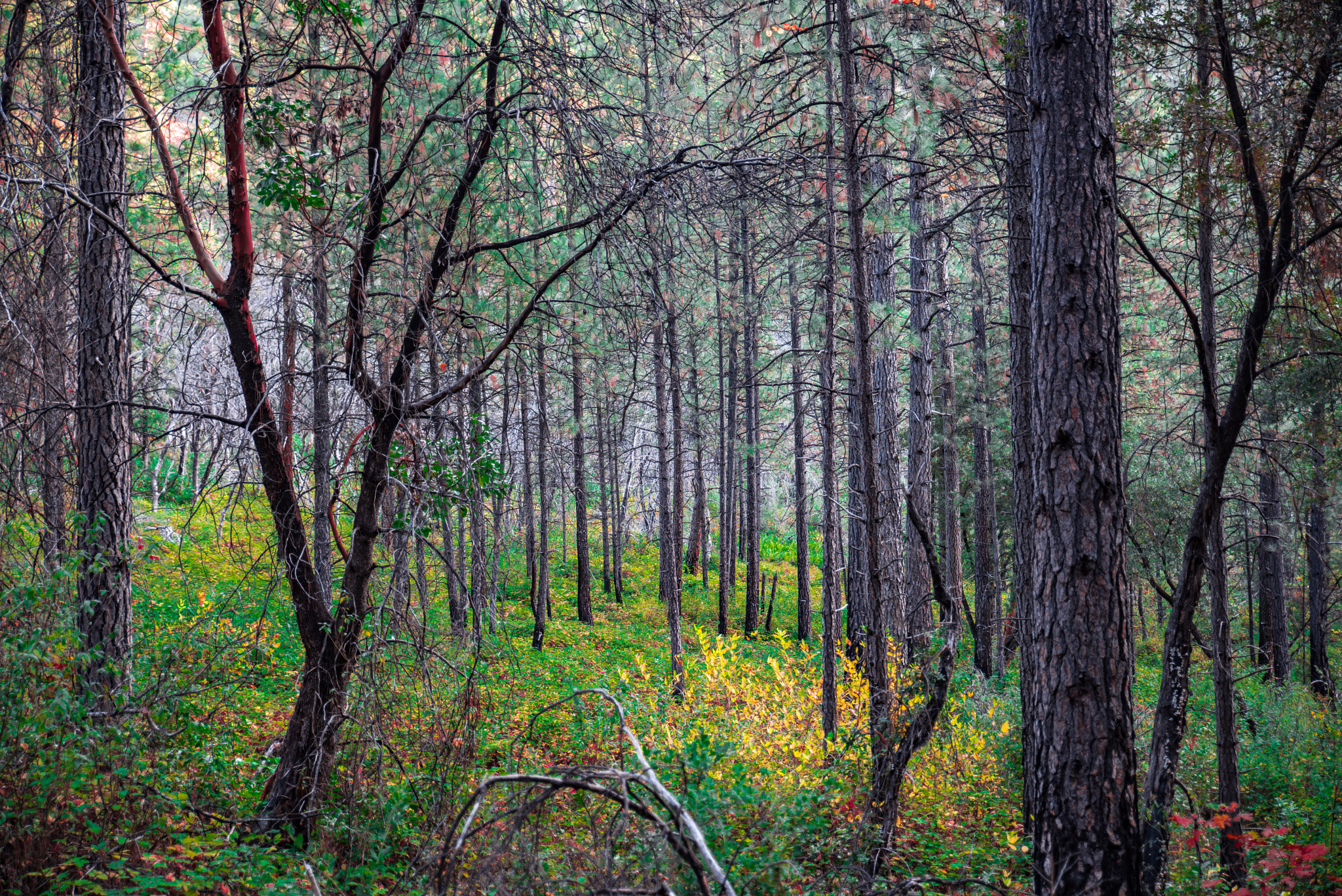 Tamron SP 24-70mm F2.8 Di VC USD sample photo. In the woods photography