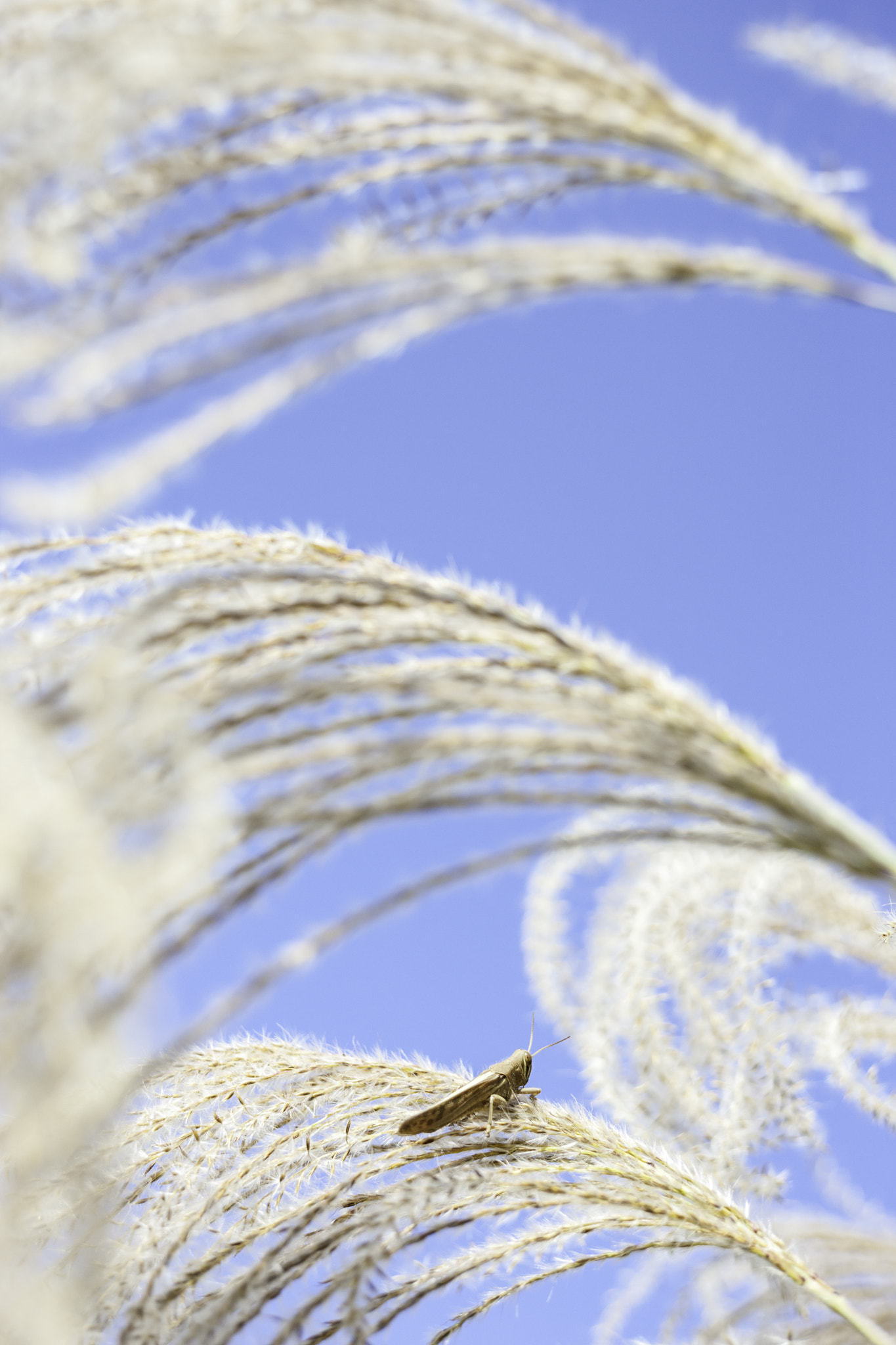 Canon EOS-1Ds Mark III sample photo. A grasshopper enjoys the morning autumn sun photography