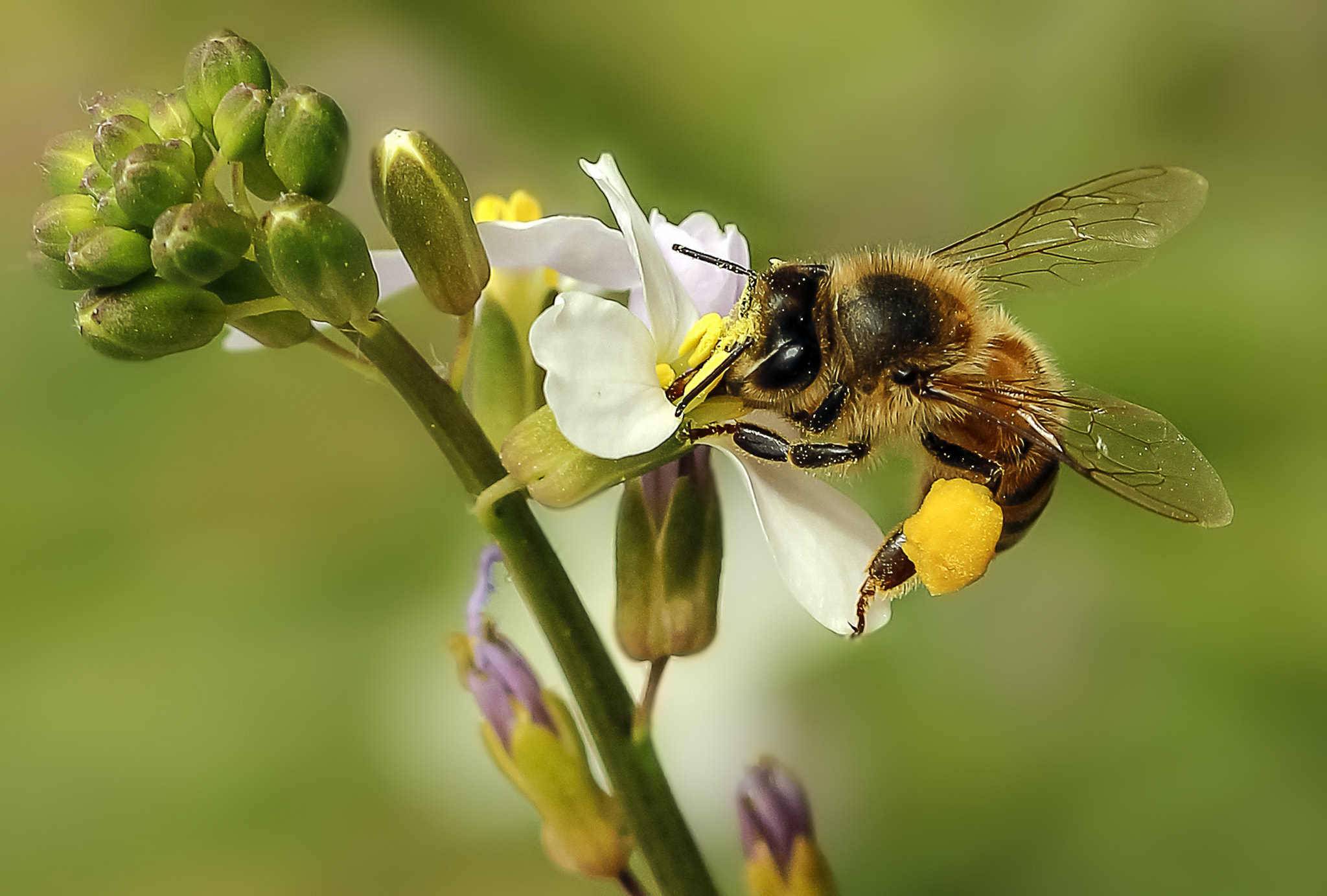 Canon EOS 600D (Rebel EOS T3i / EOS Kiss X5) + Canon EF 100mm F2.8 Macro USM sample photo. Honey bee. photography