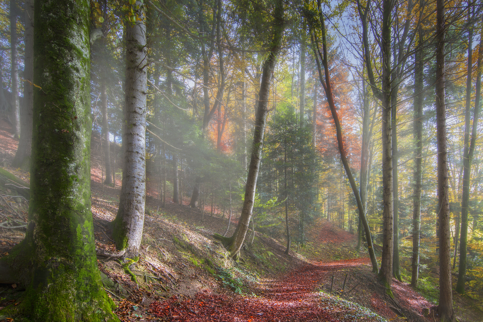 Nikon D800 sample photo. Forest in switzerland photography