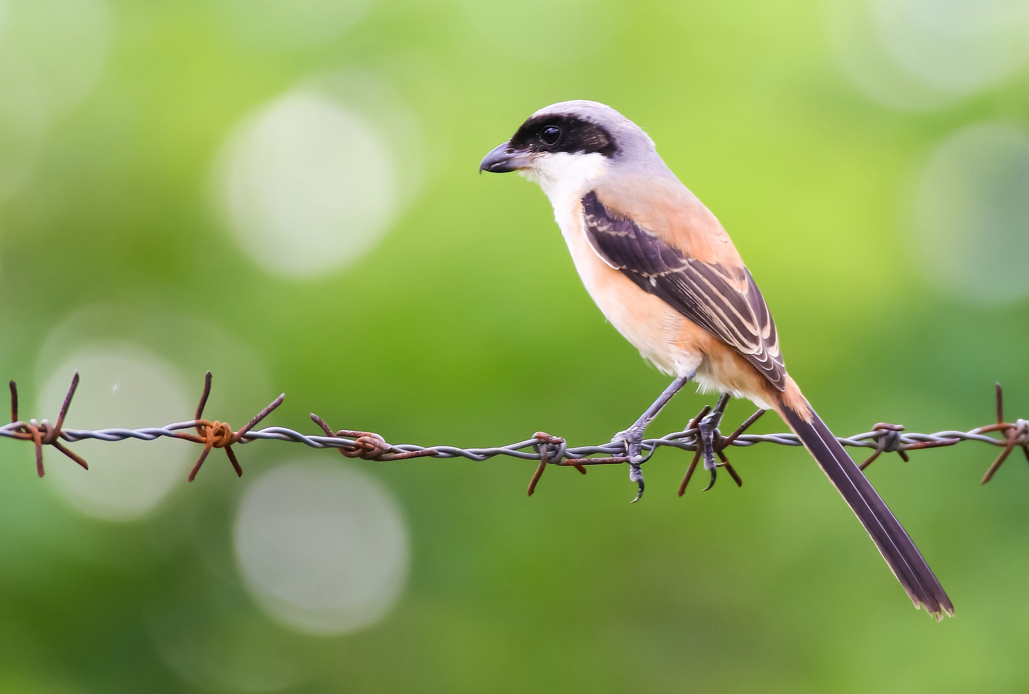 Canon 150-600mm F5-6.3 DG OS HSM | Contemporary 015 sample photo. Long tailed shrike -jail breaking photography